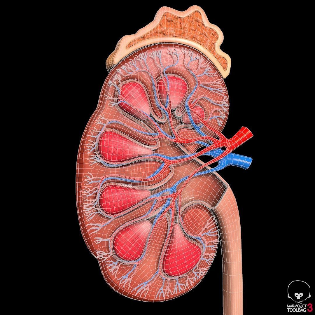 Detailed kidney Cross-section Pbr 3D model_5