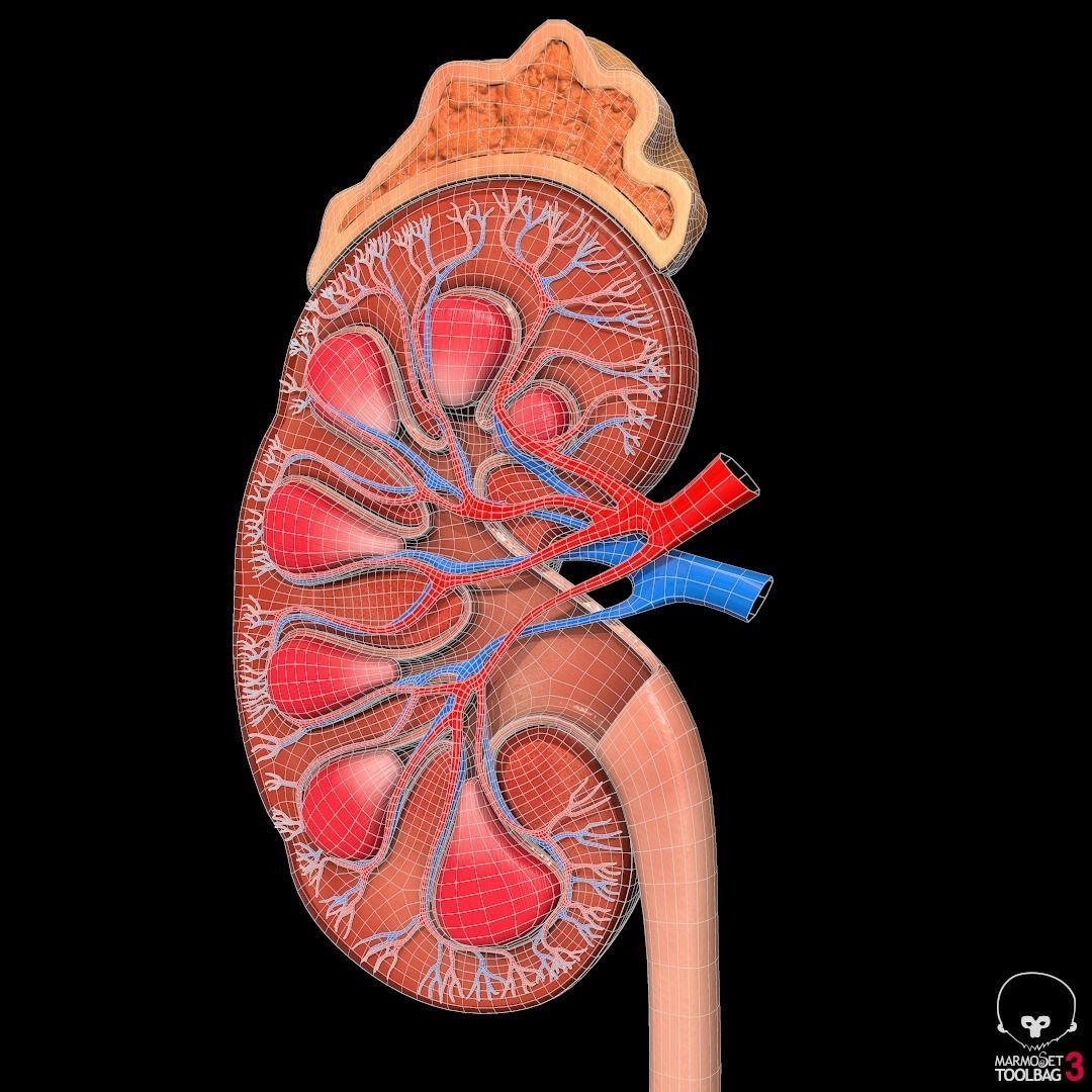 Detailed kidney Cross-section Pbr 3D model_7