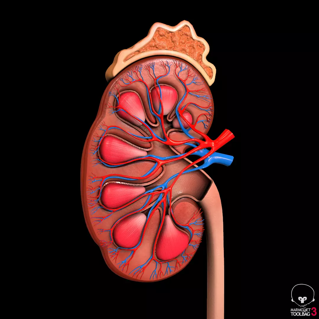 Detailed kidney Cross-section Pbr 3D model_0