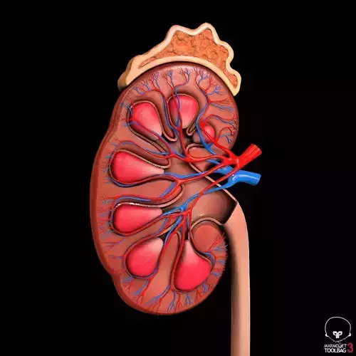 Detailed kidney Cross-section Pbr