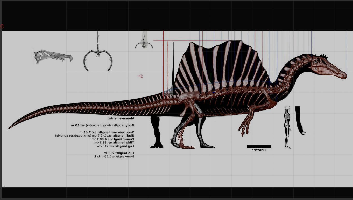 Dinosaur Spinosaurus Full Skeleton Sculpt Model 3D model_4