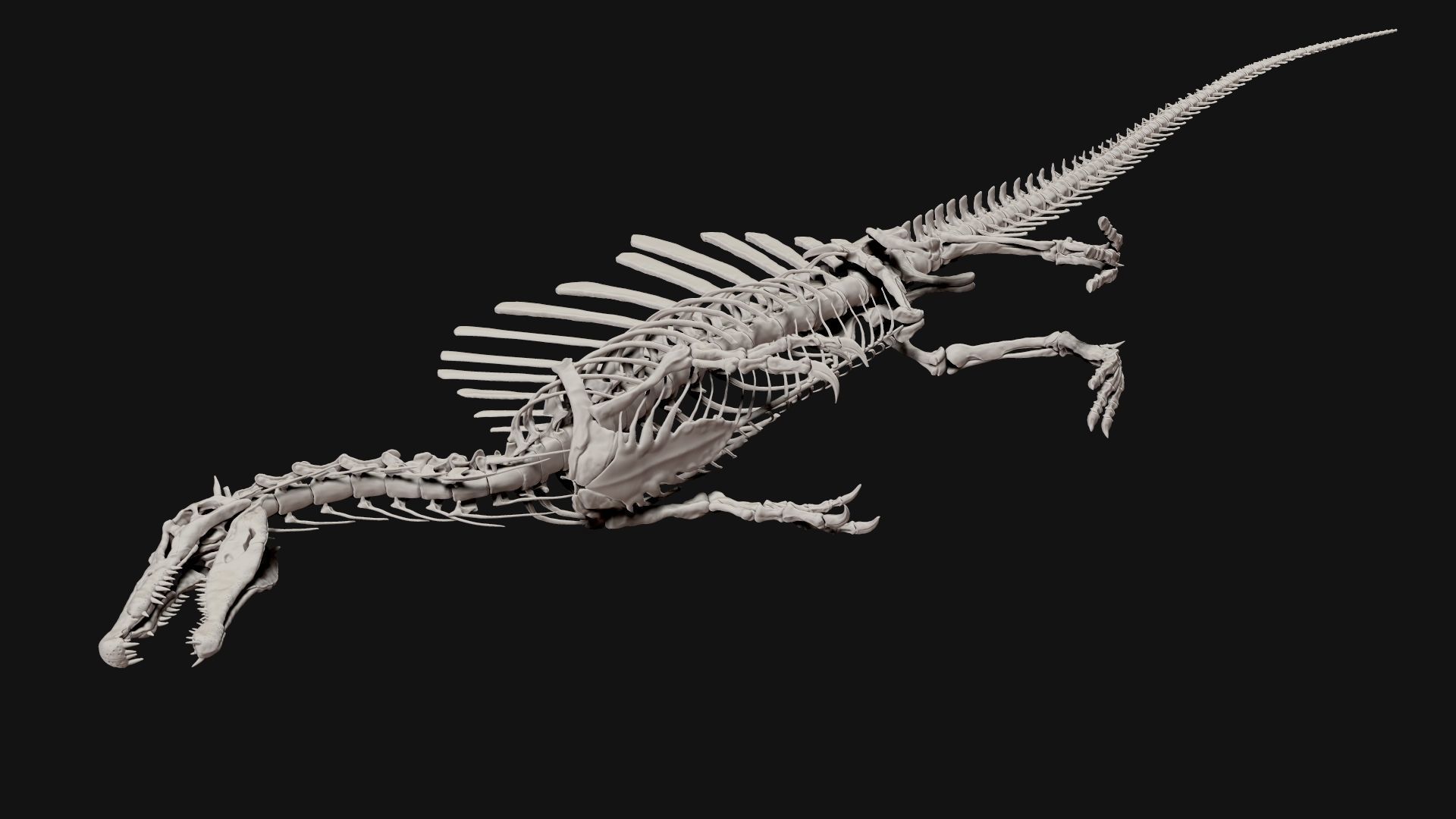 Dinosaur Spinosaurus Full Skeleton Sculpt Model 3D model_16