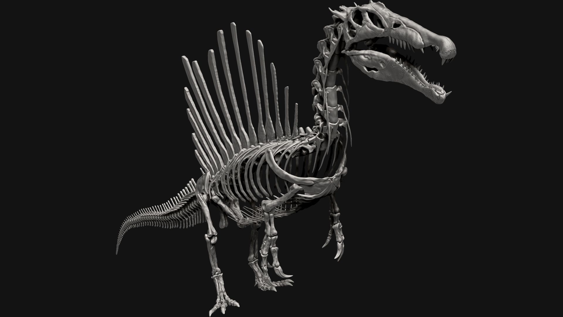 Dinosaur Spinosaurus Full Skeleton Sculpt Model 3D model_19