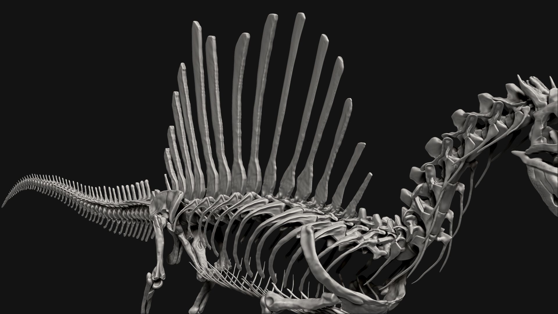 Dinosaur Spinosaurus Full Skeleton Sculpt Model 3D model_21
