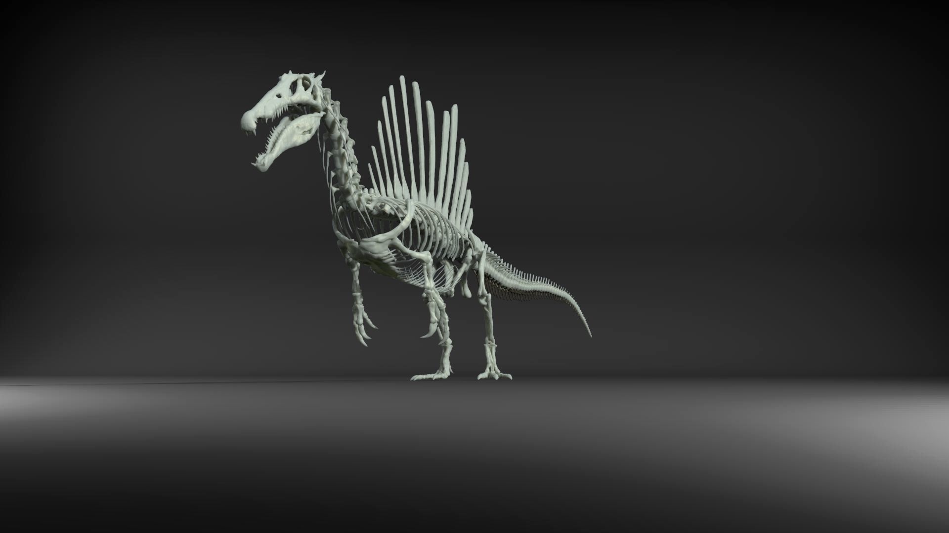 Dinosaur Spinosaurus Full Skeleton Sculpt Model 3D model_34