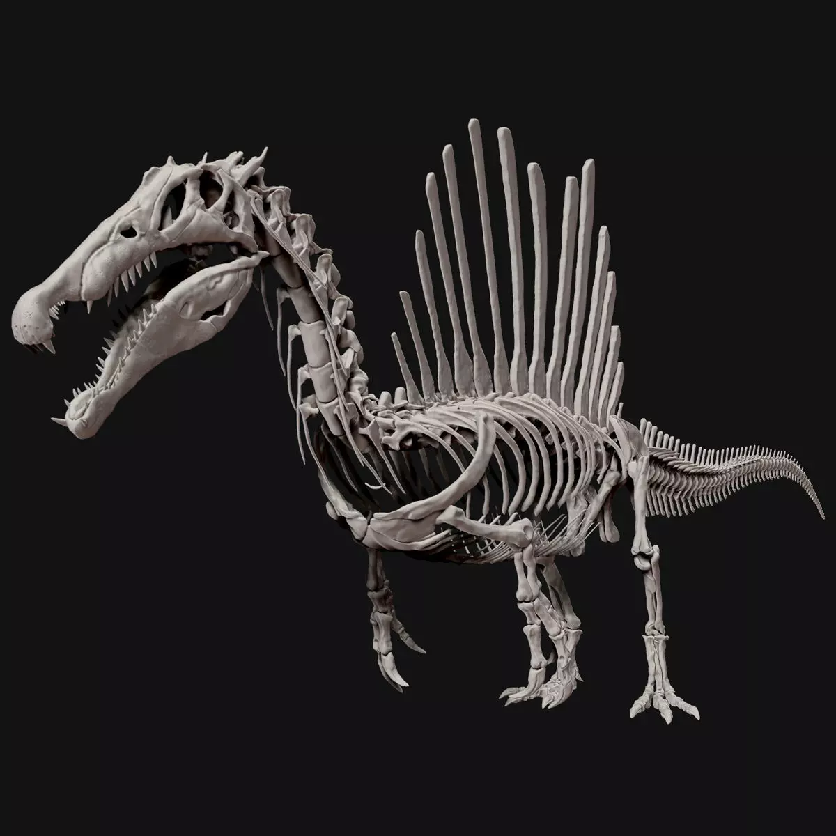 Dinosaur Spinosaurus Full Skeleton Sculpt Model 3D model_0
