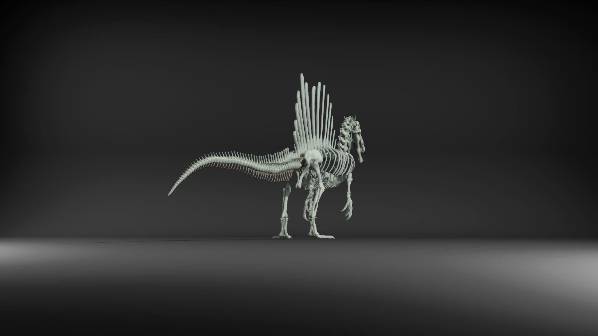 Dinosaur Spinosaurus Full Skeleton Sculpt Model 3D model_37