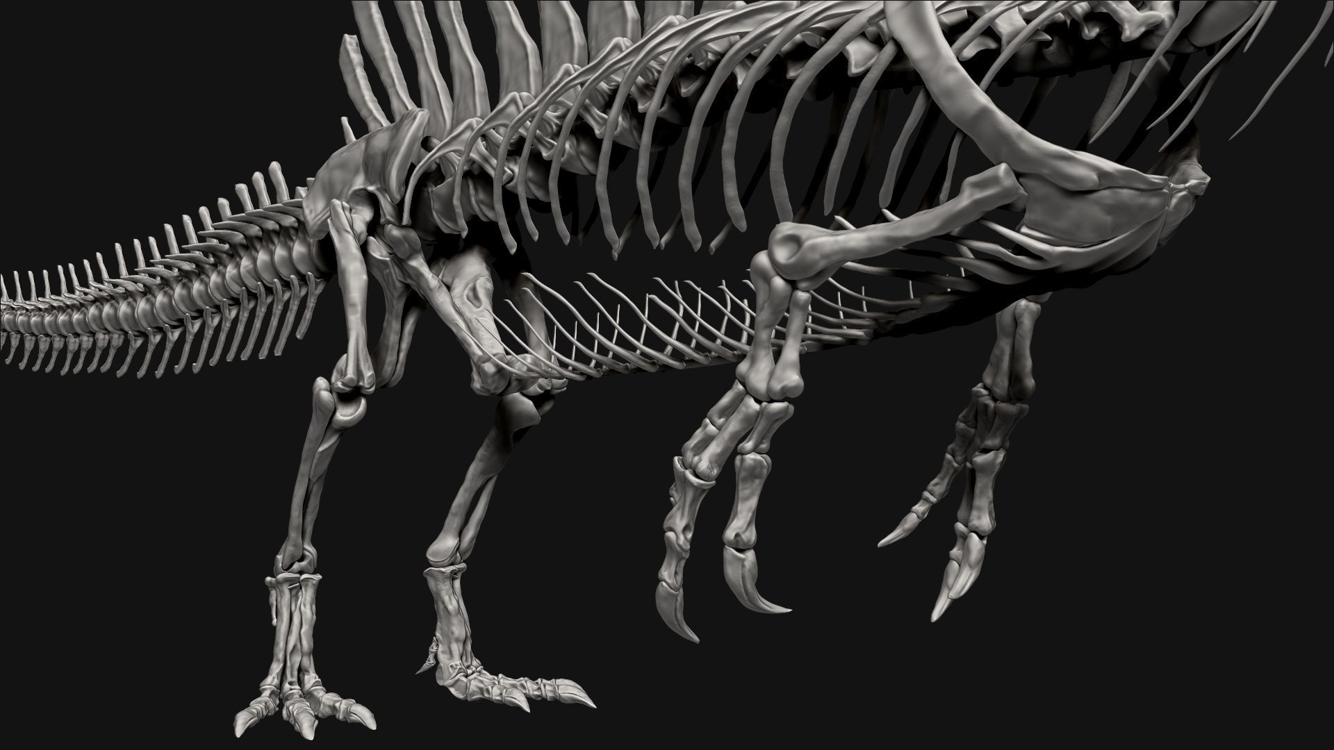 Dinosaur Spinosaurus Full Skeleton Sculpt Model 3D model_20