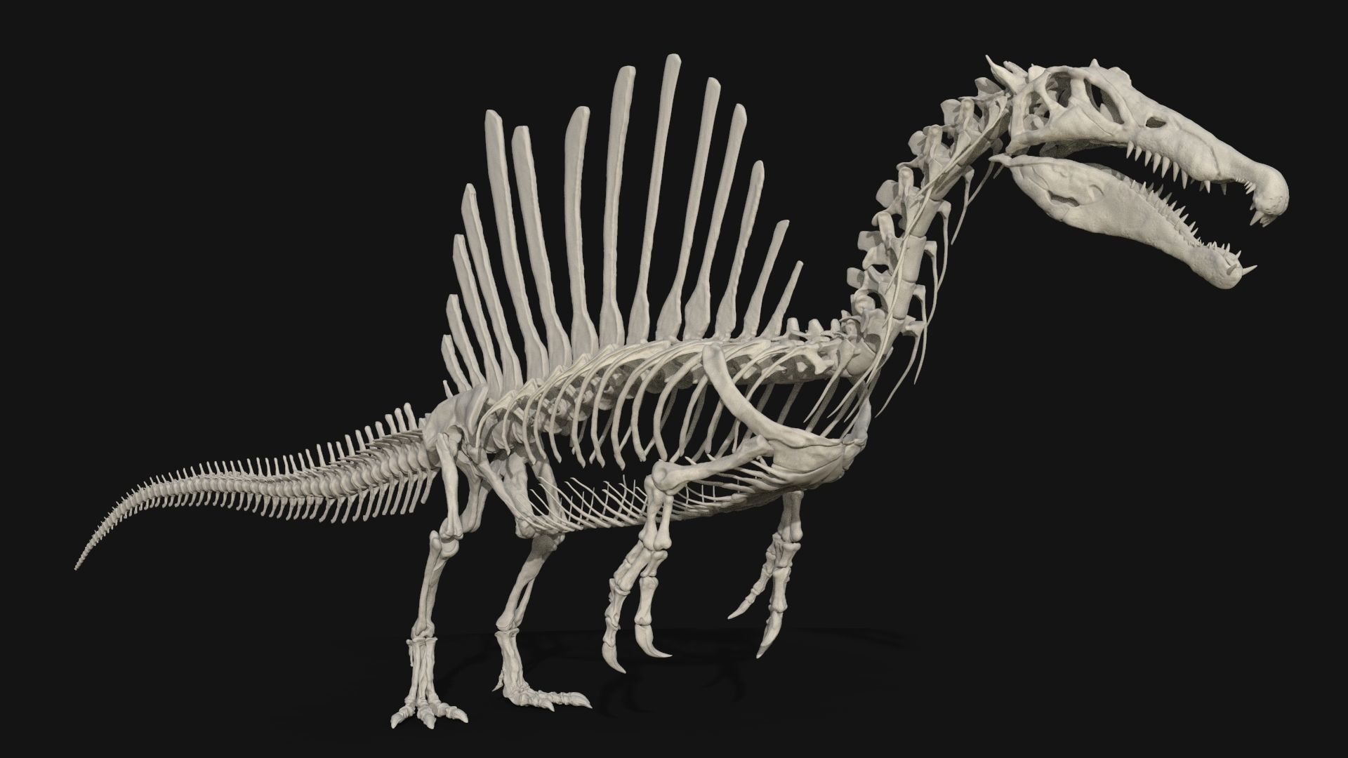 Dinosaur Spinosaurus Full Skeleton Sculpt Model 3D model_29