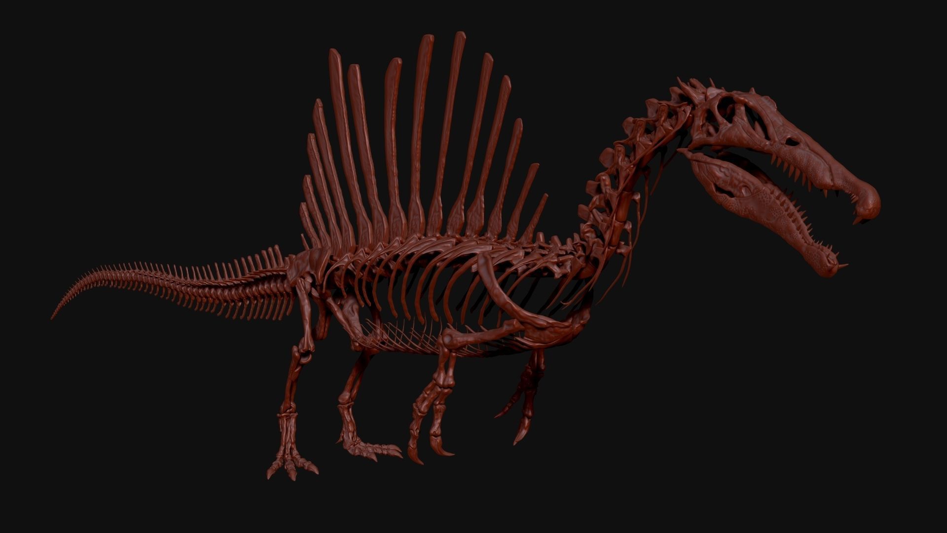 Dinosaur Spinosaurus Full Skeleton Sculpt Model 3D model_3