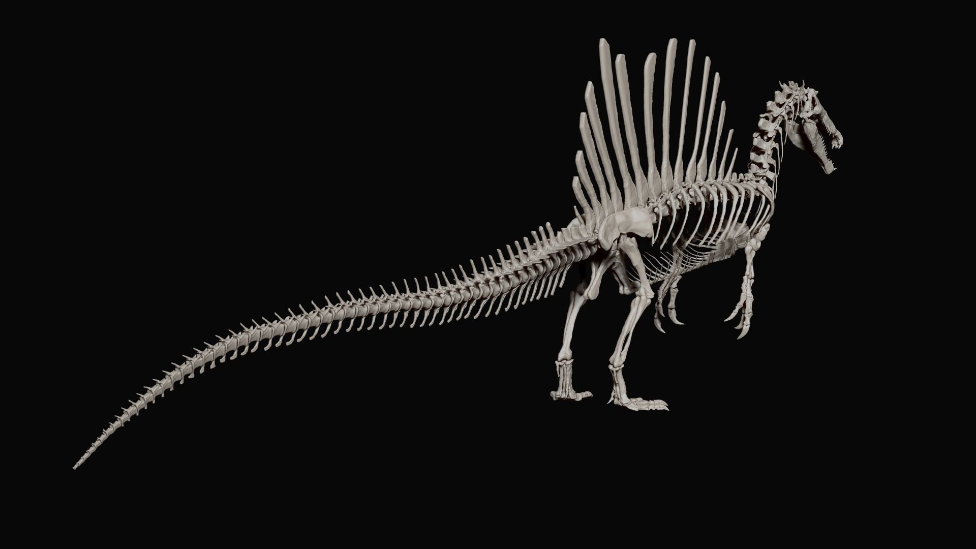 Dinosaur Spinosaurus Full Skeleton Sculpt Model 3D model_11