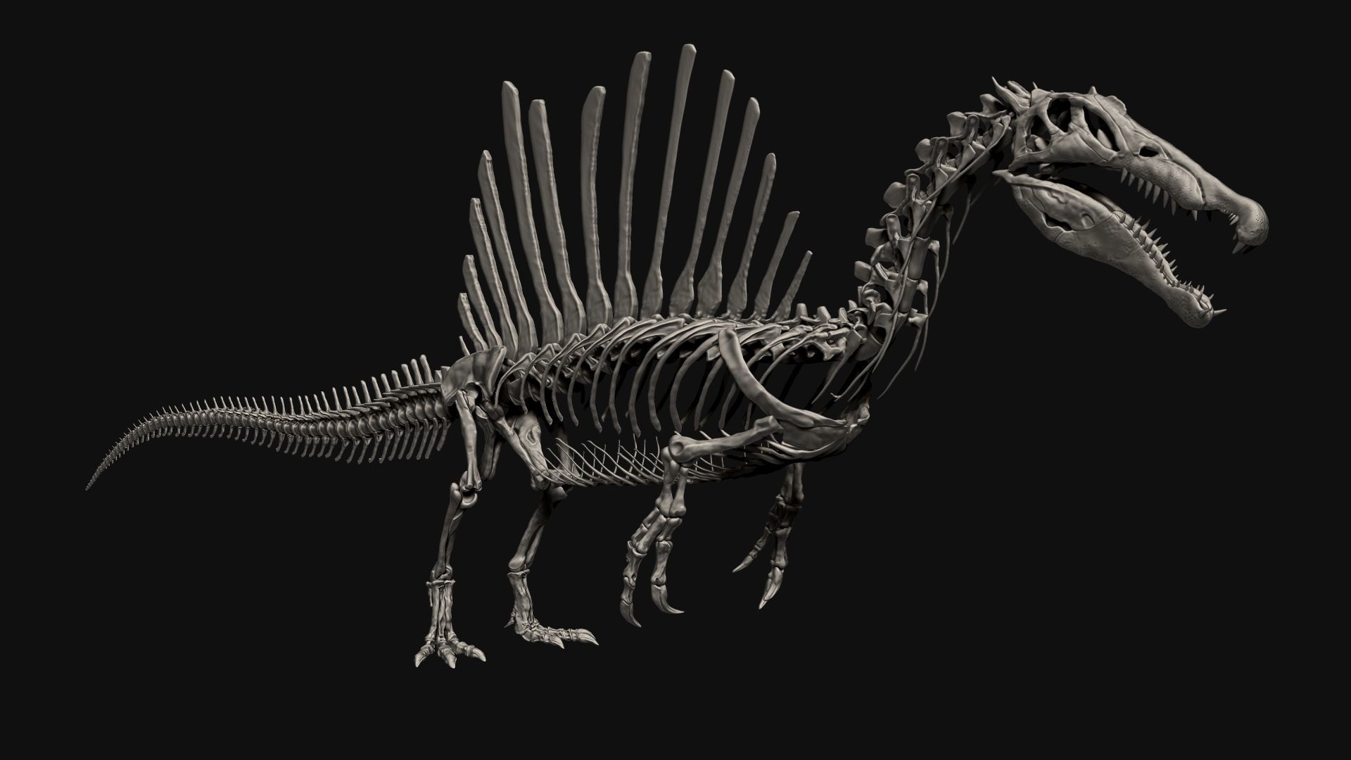 Dinosaur Spinosaurus Full Skeleton Sculpt Model 3D model_5