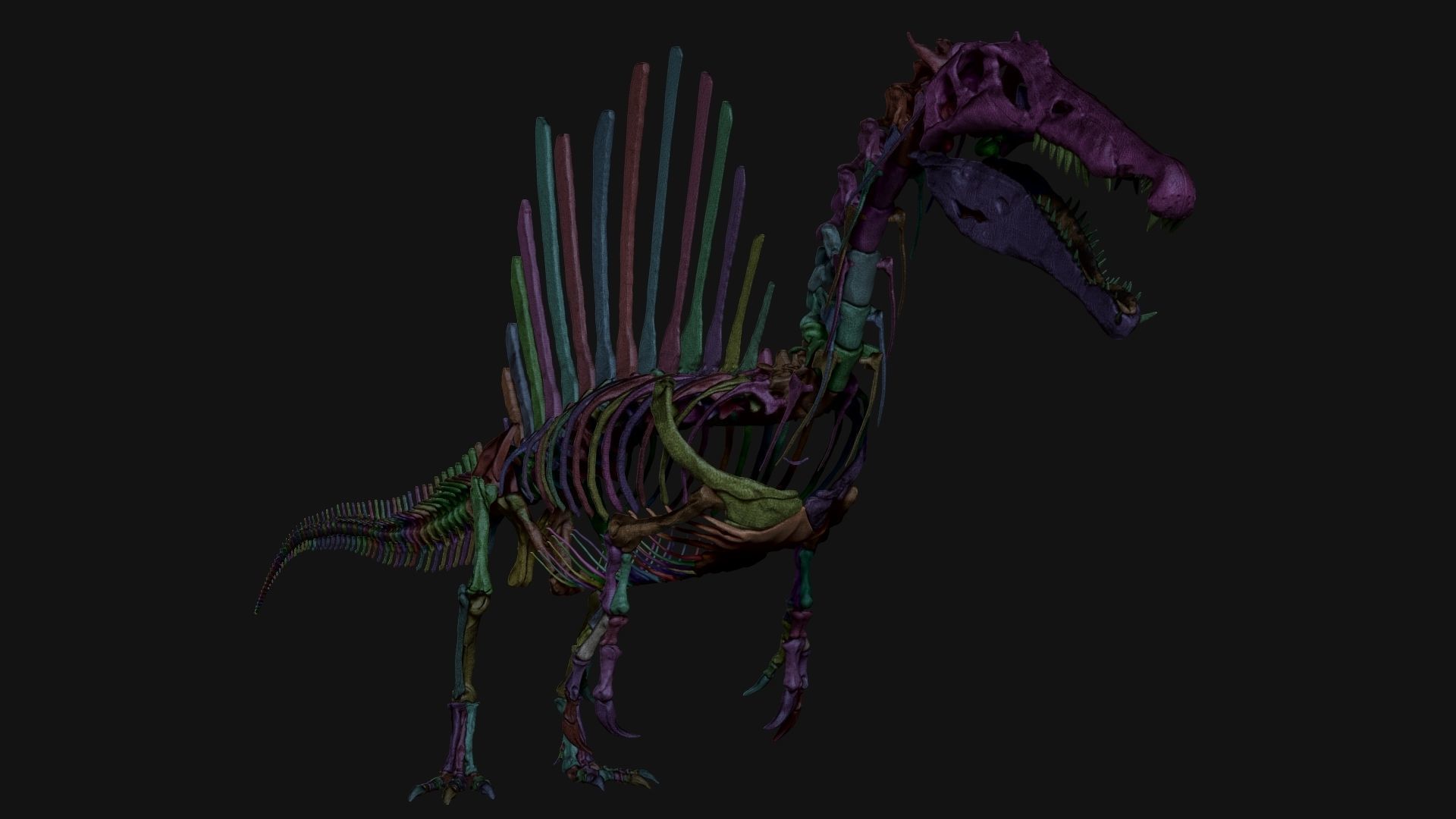 Dinosaur Spinosaurus Full Skeleton Sculpt Model 3D model_13