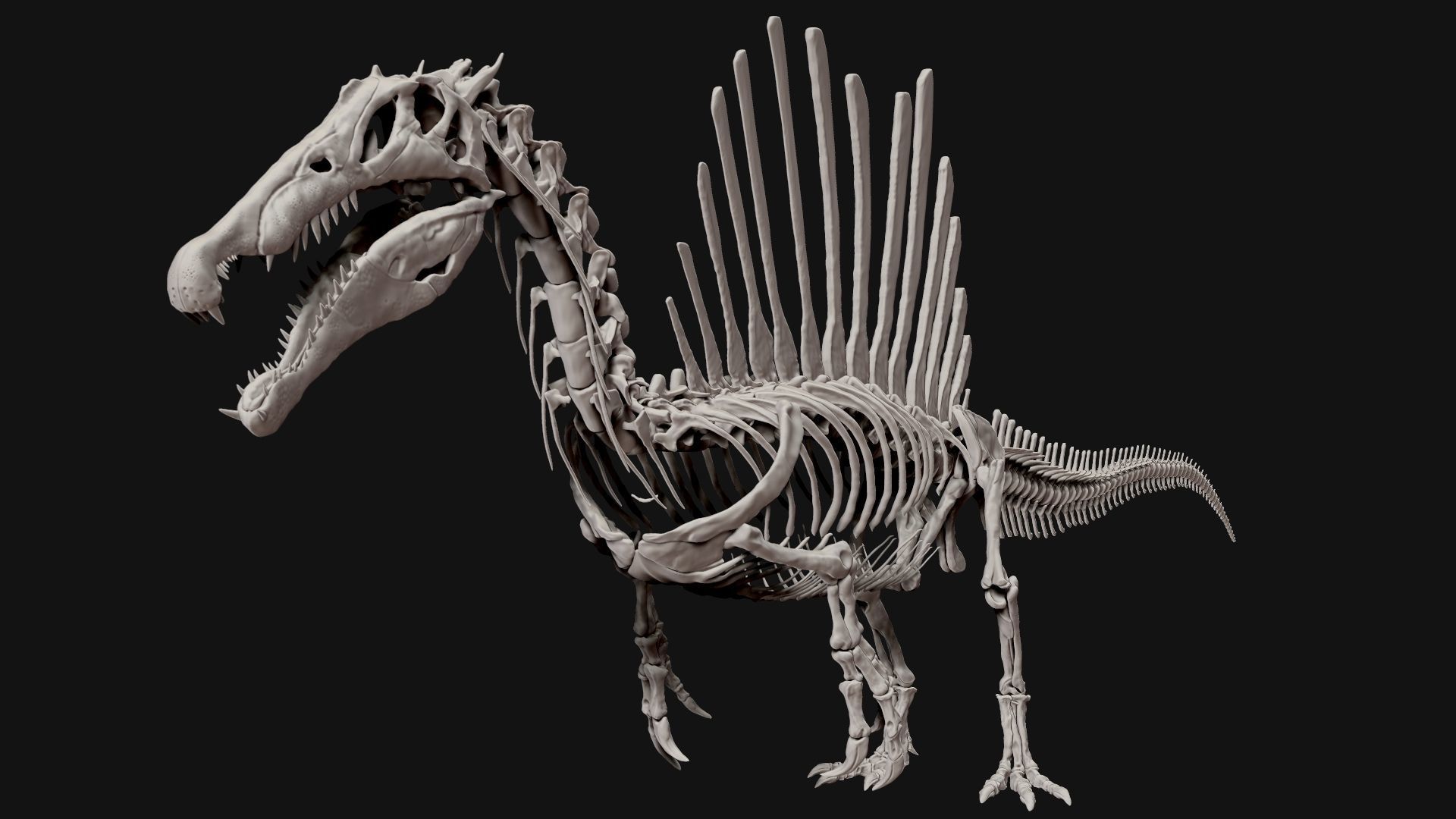 Dinosaur Spinosaurus Full Skeleton Sculpt Model 3D model_15