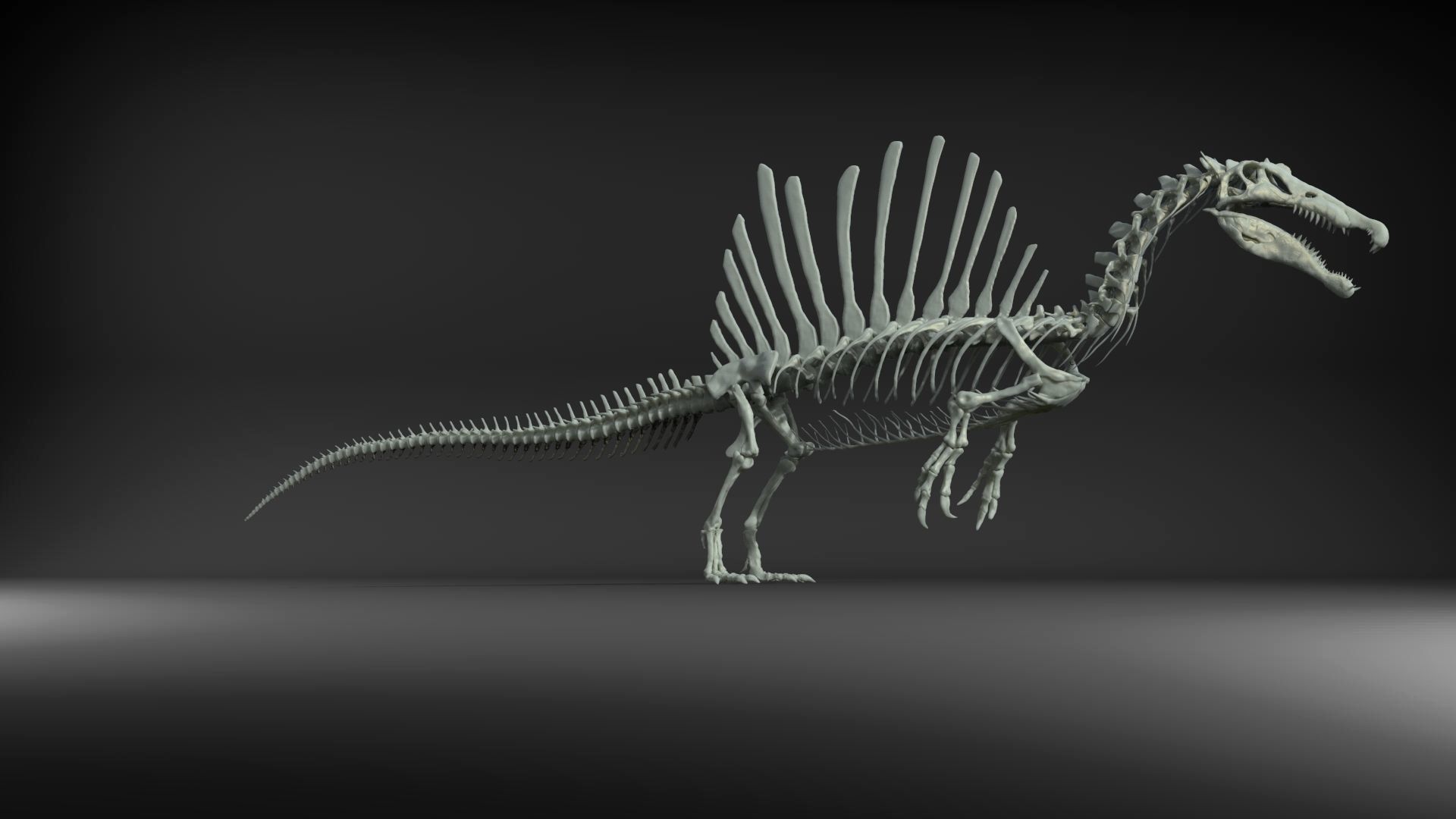 Dinosaur Spinosaurus Full Skeleton Sculpt Model 3D model_36