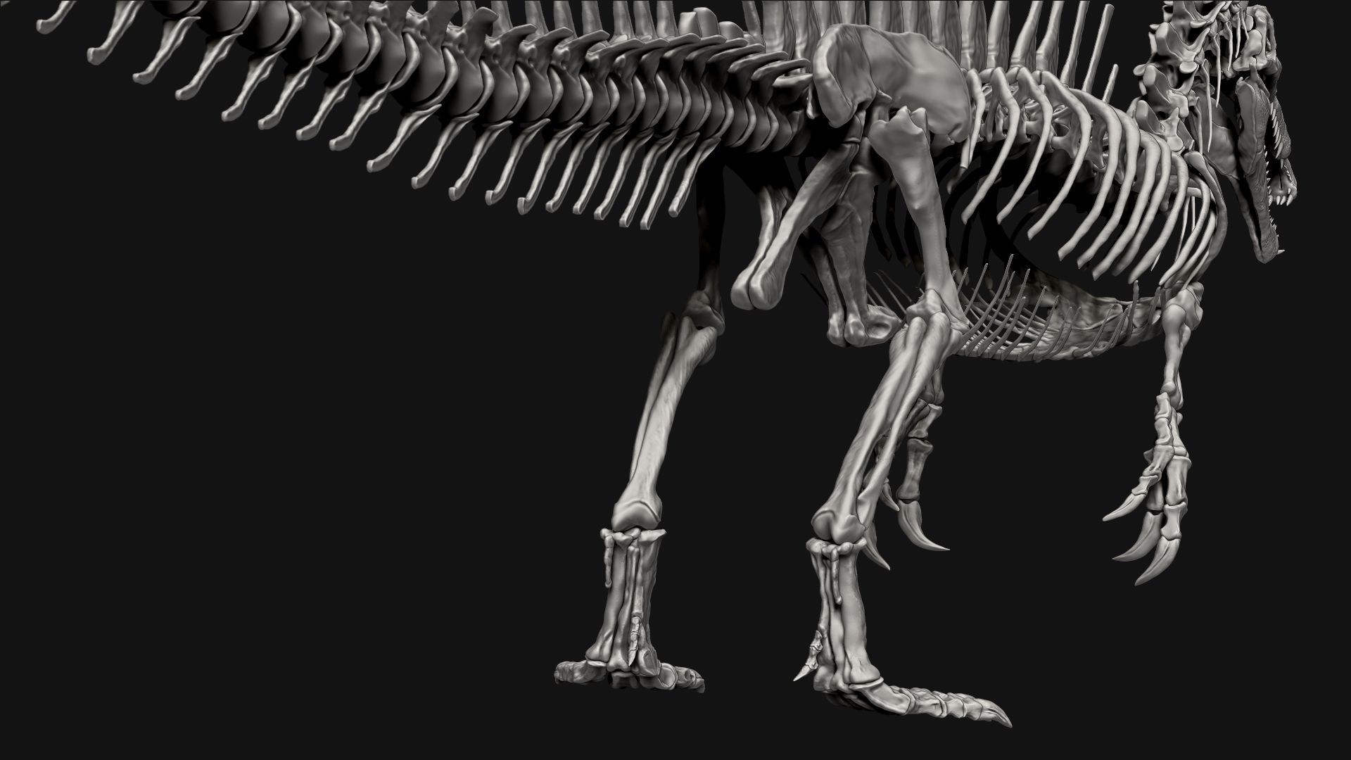 Dinosaur Spinosaurus Full Skeleton Sculpt Model 3D model_22