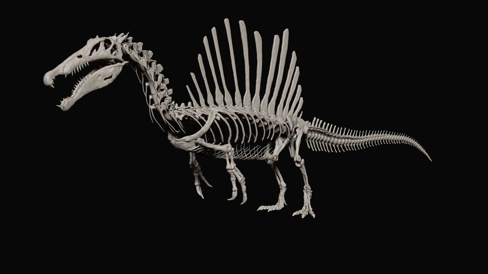 Dinosaur Spinosaurus Full Skeleton Sculpt Model 3D model_9