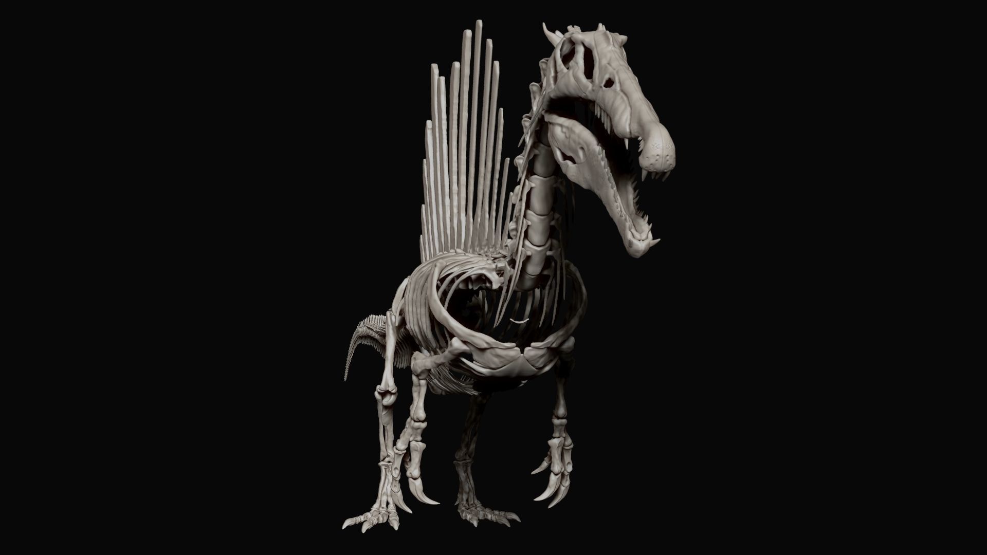 Dinosaur Spinosaurus Full Skeleton Sculpt Model 3D model_12