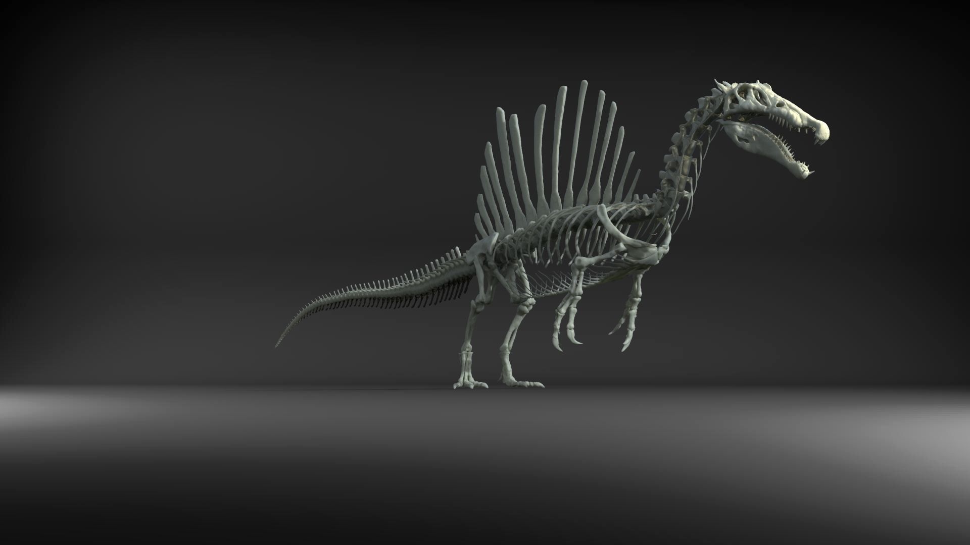 Dinosaur Spinosaurus Full Skeleton Sculpt Model 3D model_35