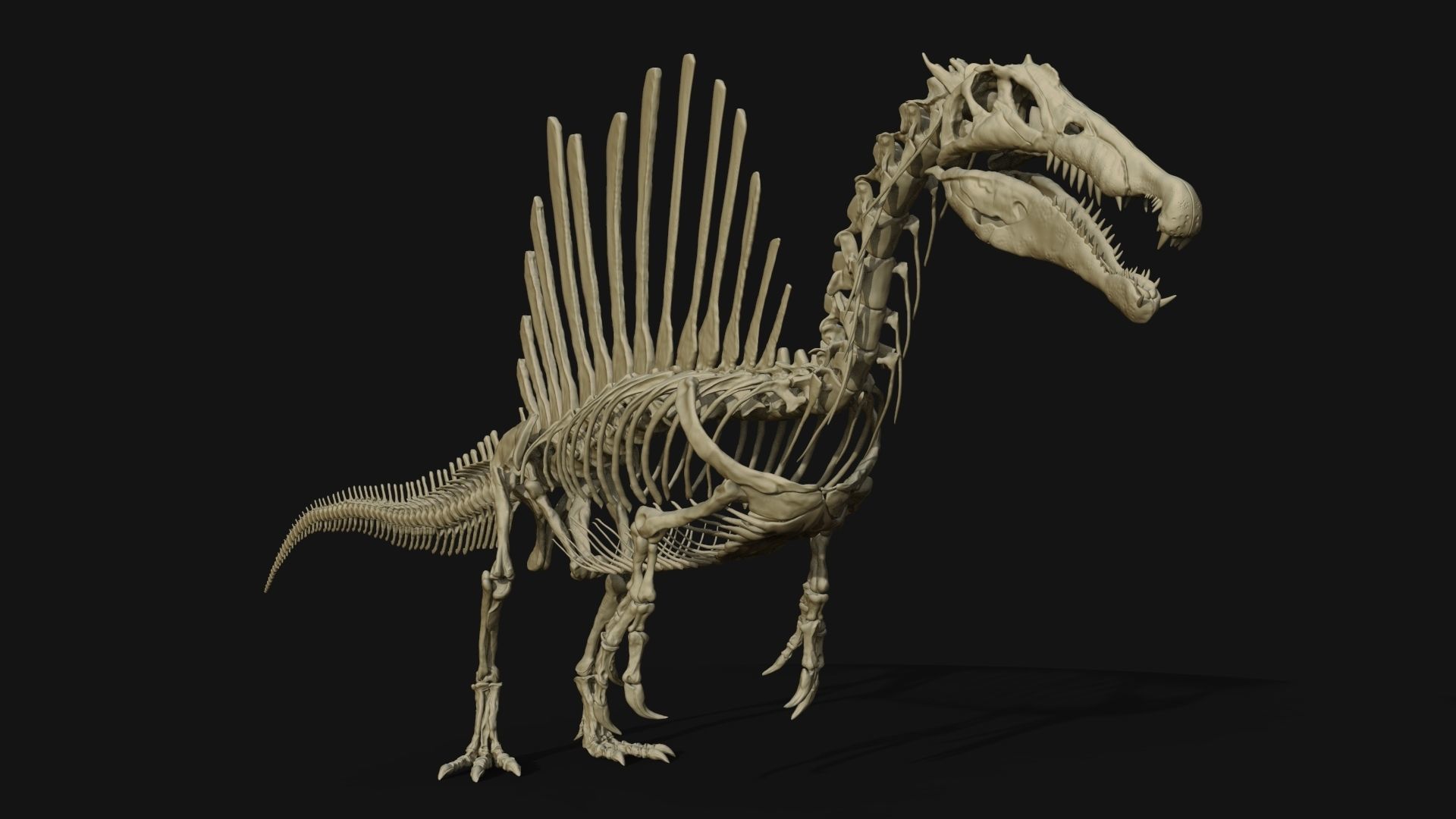 Dinosaur Spinosaurus Full Skeleton Sculpt Model 3D model_30