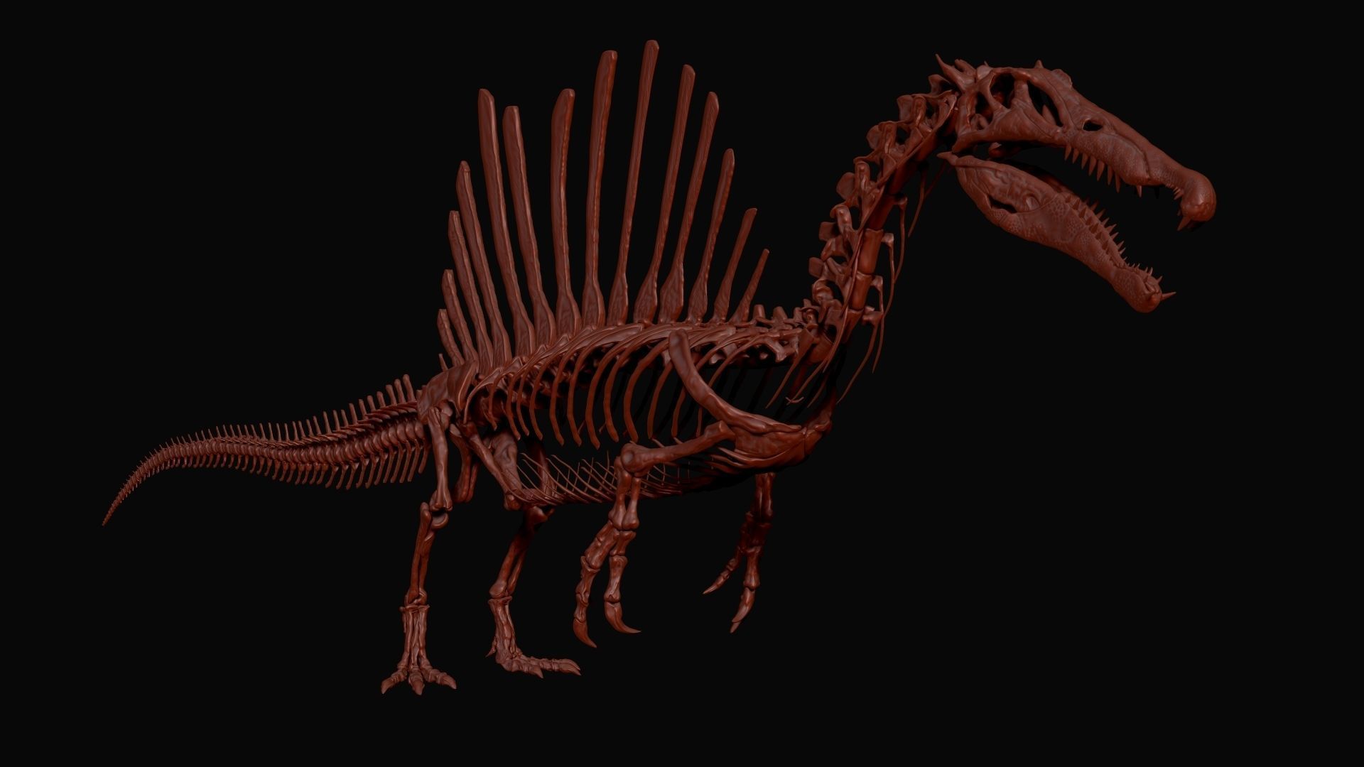 Dinosaur Spinosaurus Full Skeleton Sculpt Model 3D model_7