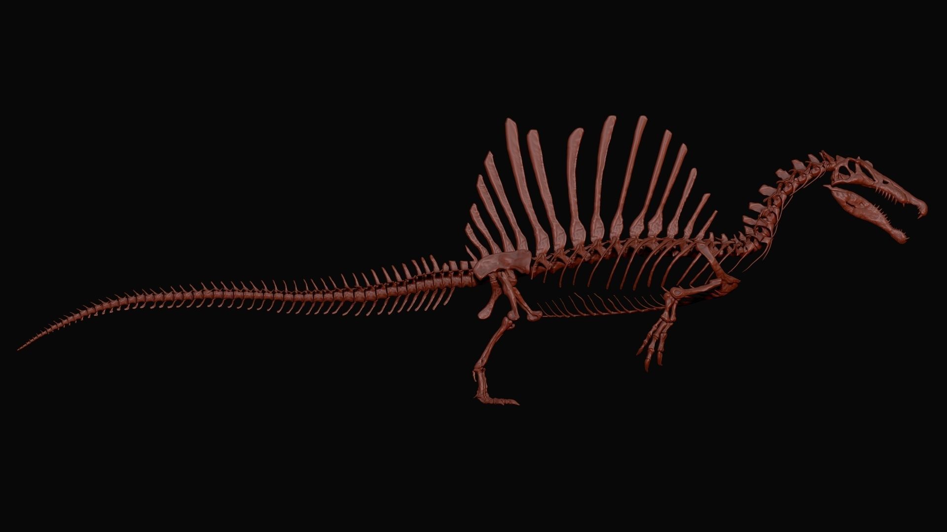 Dinosaur Spinosaurus Full Skeleton Sculpt Model 3D model_8