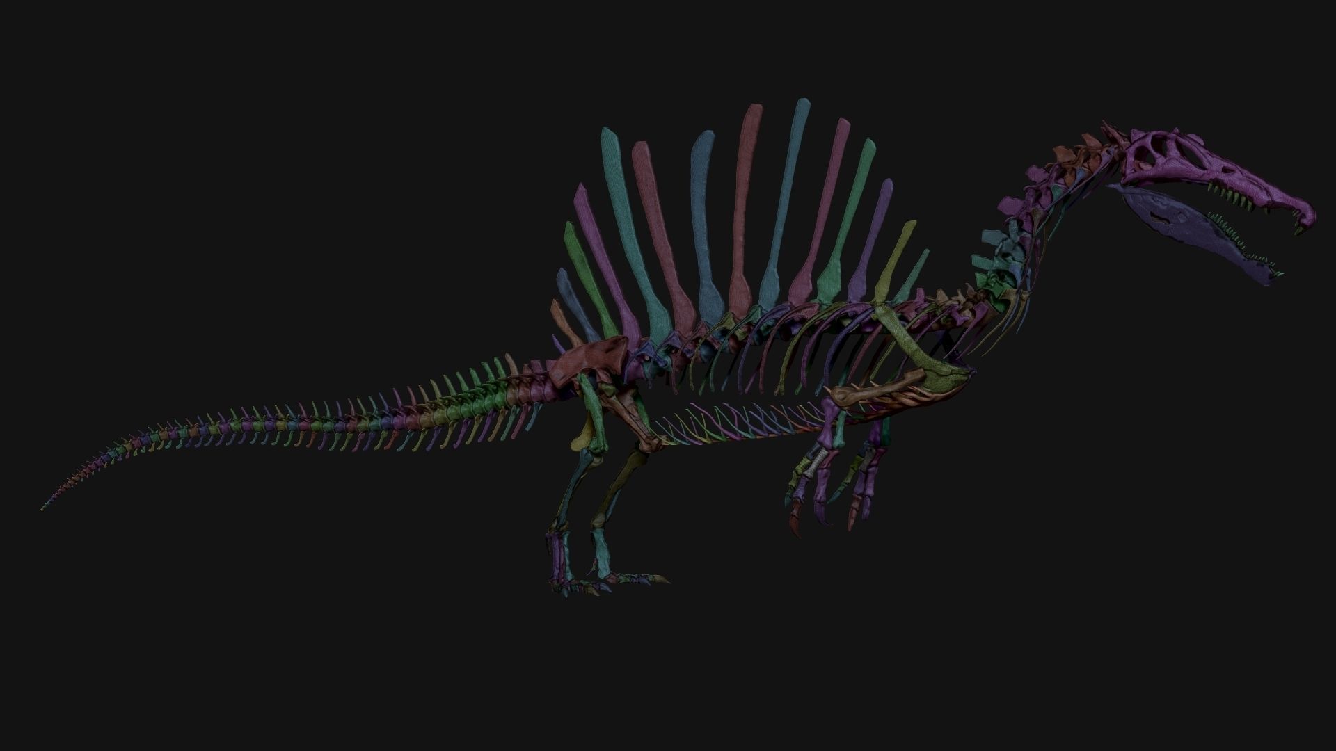 Dinosaur Spinosaurus Full Skeleton Sculpt Model 3D model_14