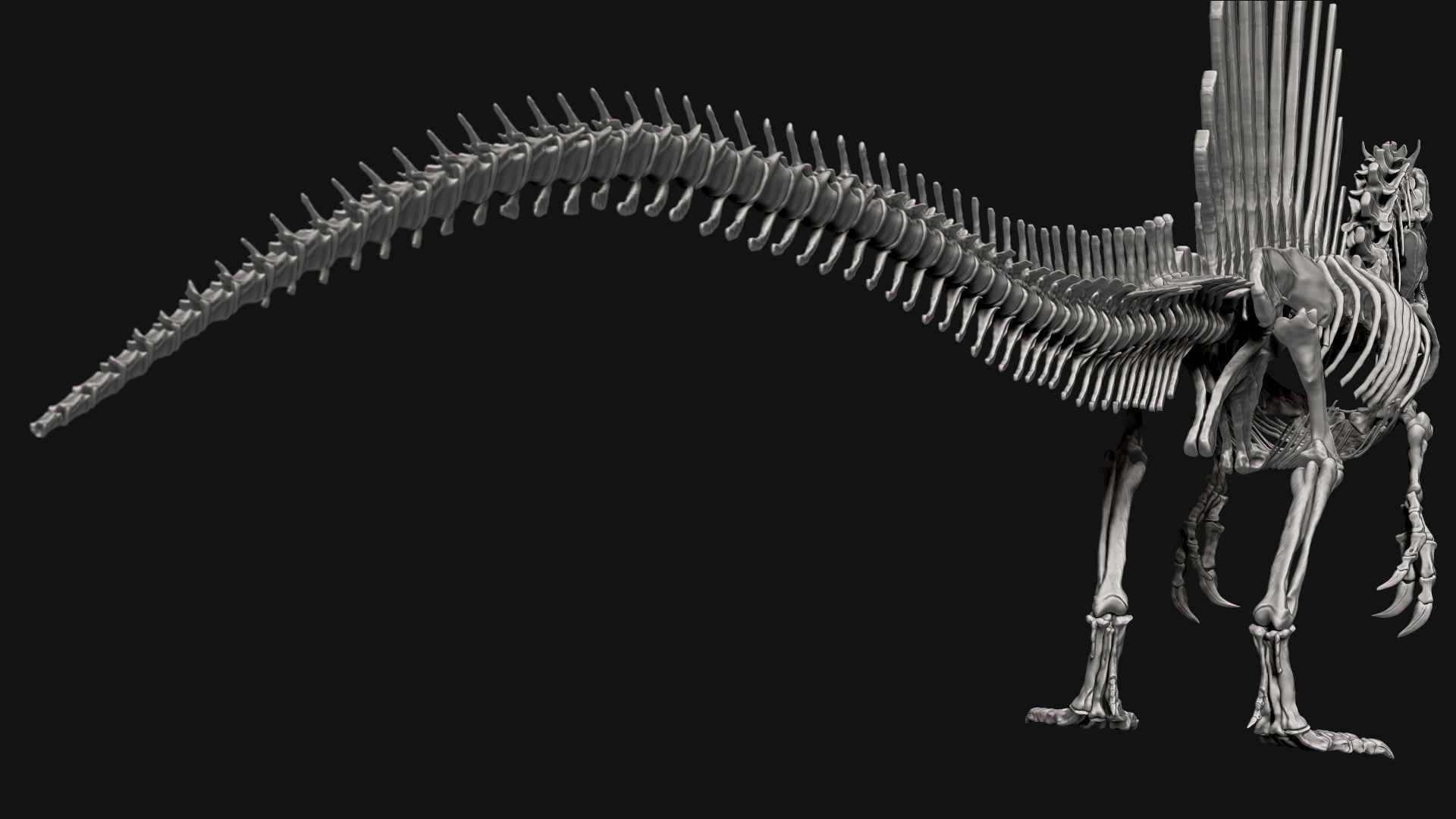 Dinosaur Spinosaurus Full Skeleton Sculpt Model 3D model_23