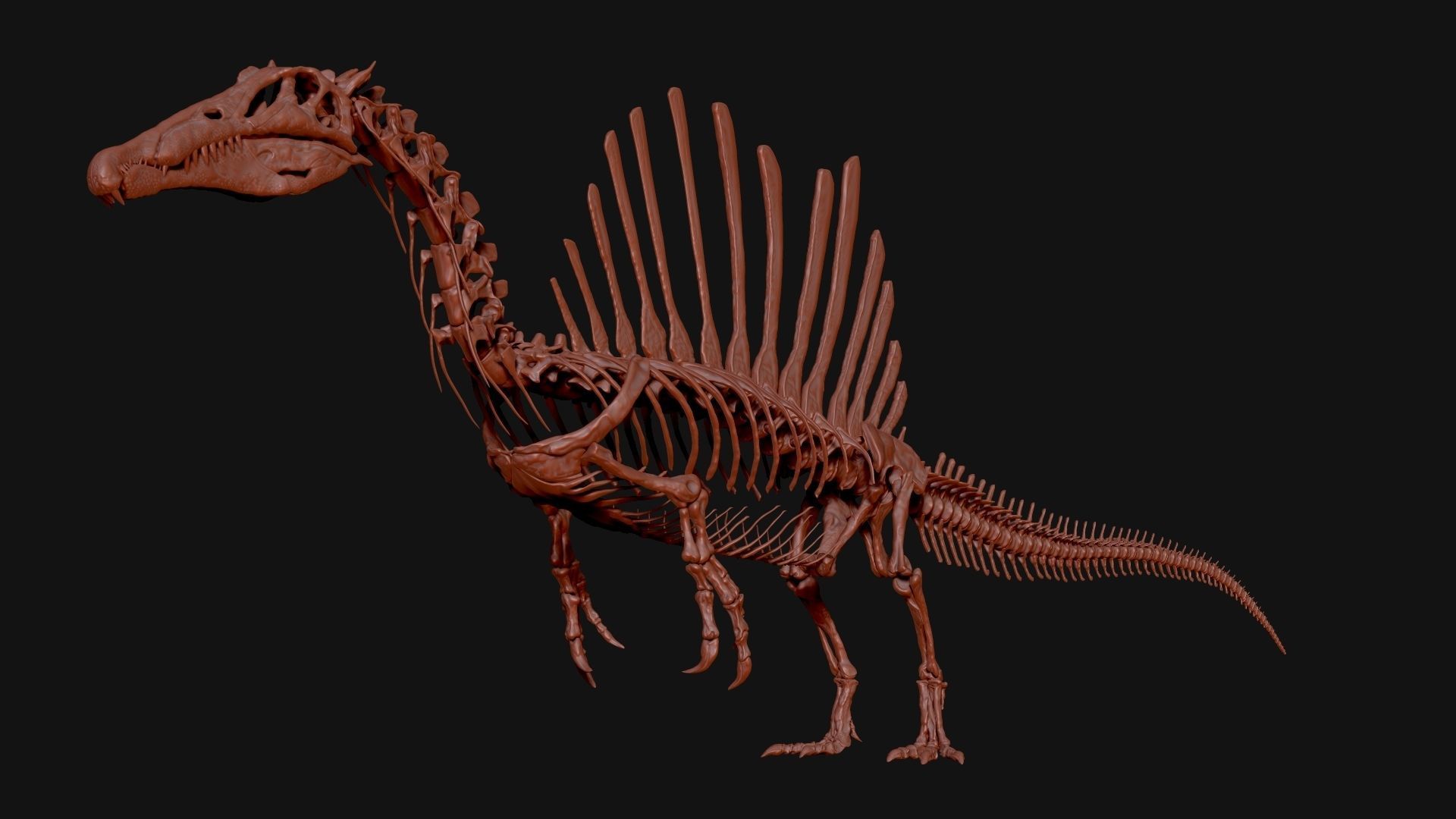 Dinosaur Spinosaurus Full Skeleton Sculpt Model 3D model_26
