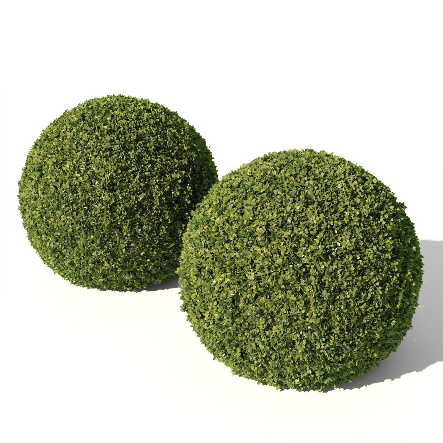 Buxus Sempervirens 02 3D model_4