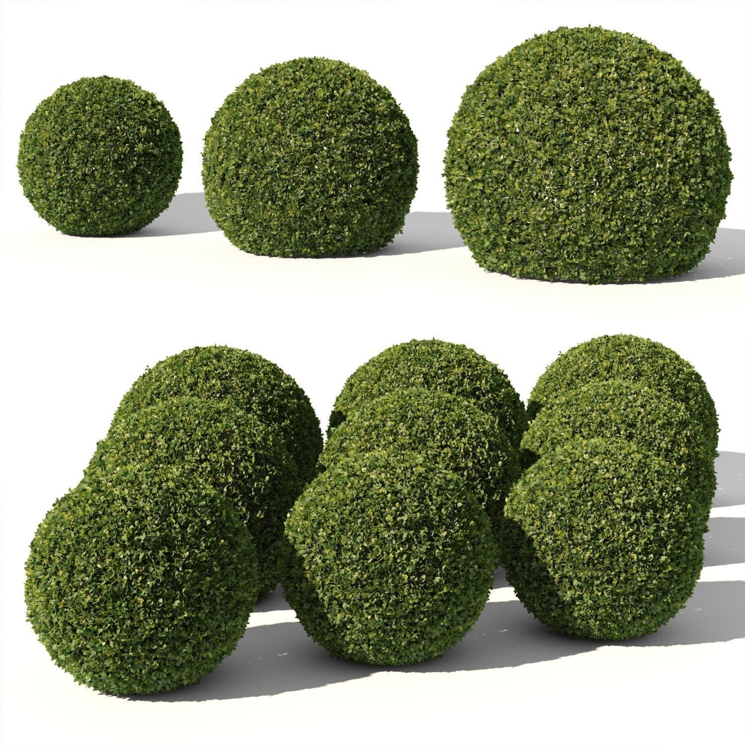 Buxus Sempervirens 02 3D model_3