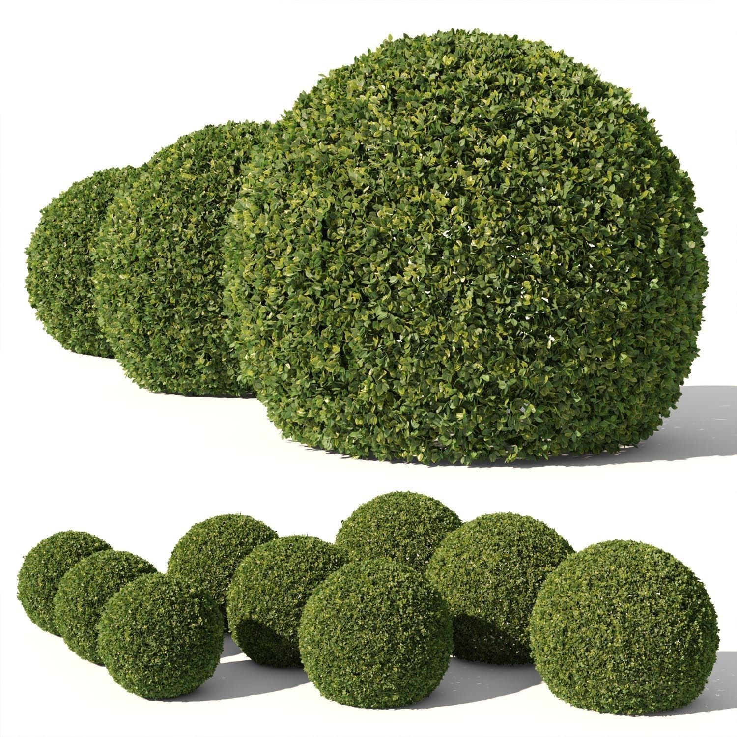 Buxus Sempervirens 02 3D model_2