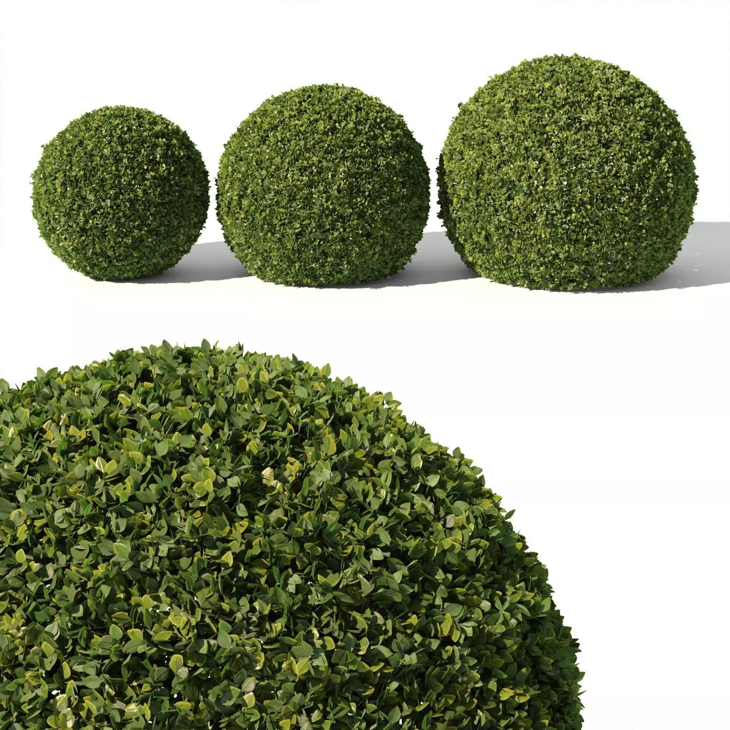 Buxus Sempervirens 02 3D model_0