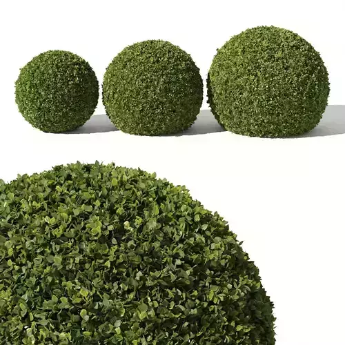Buxus Sempervirens 02 3D model