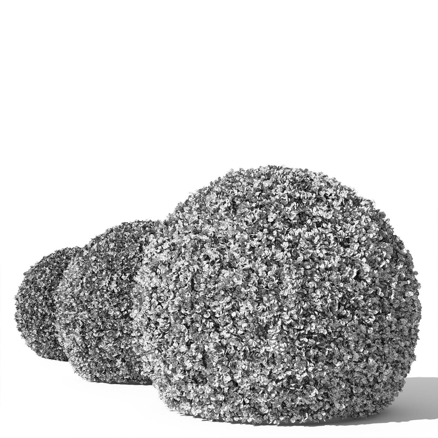 Buxus Sempervirens 02 3D model_5