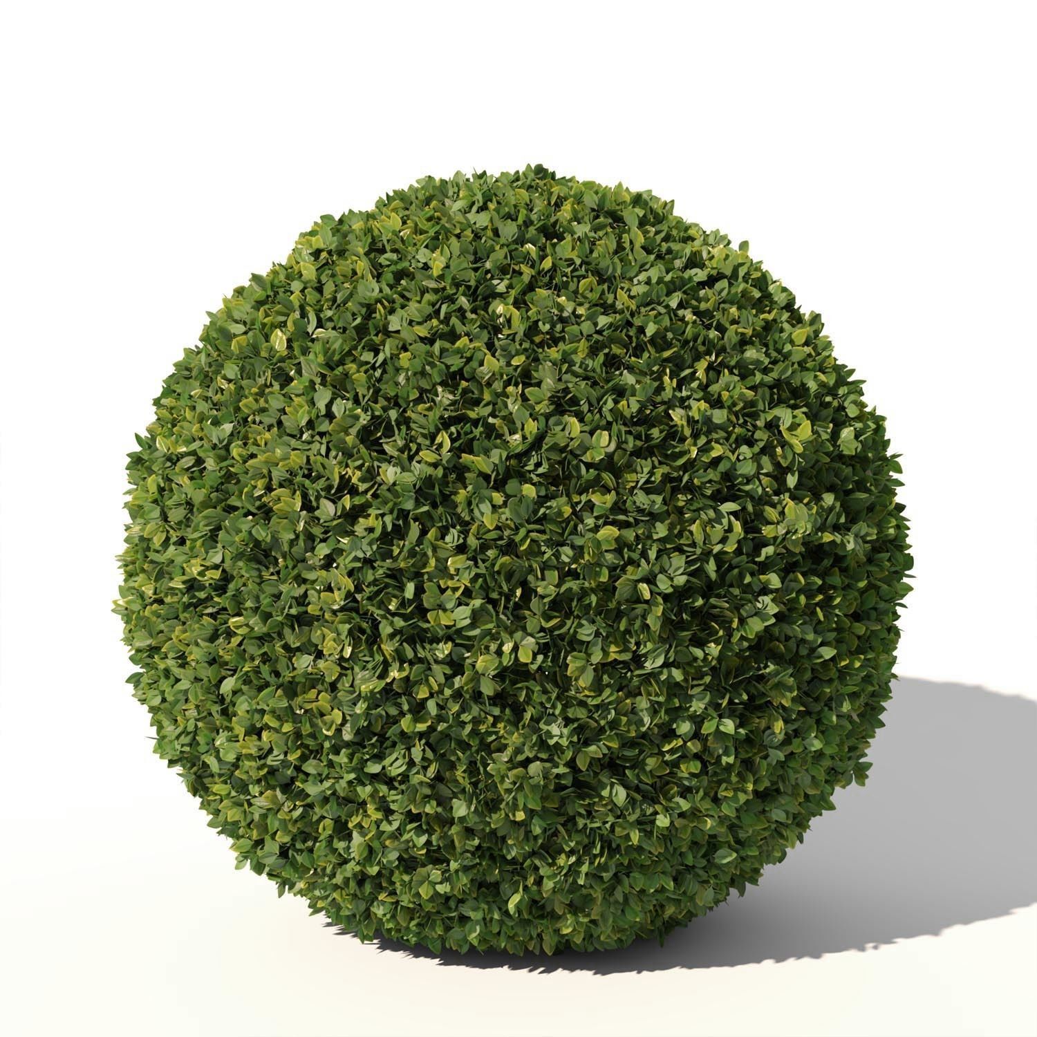 Buxus Sempervirens 02 3D model_1