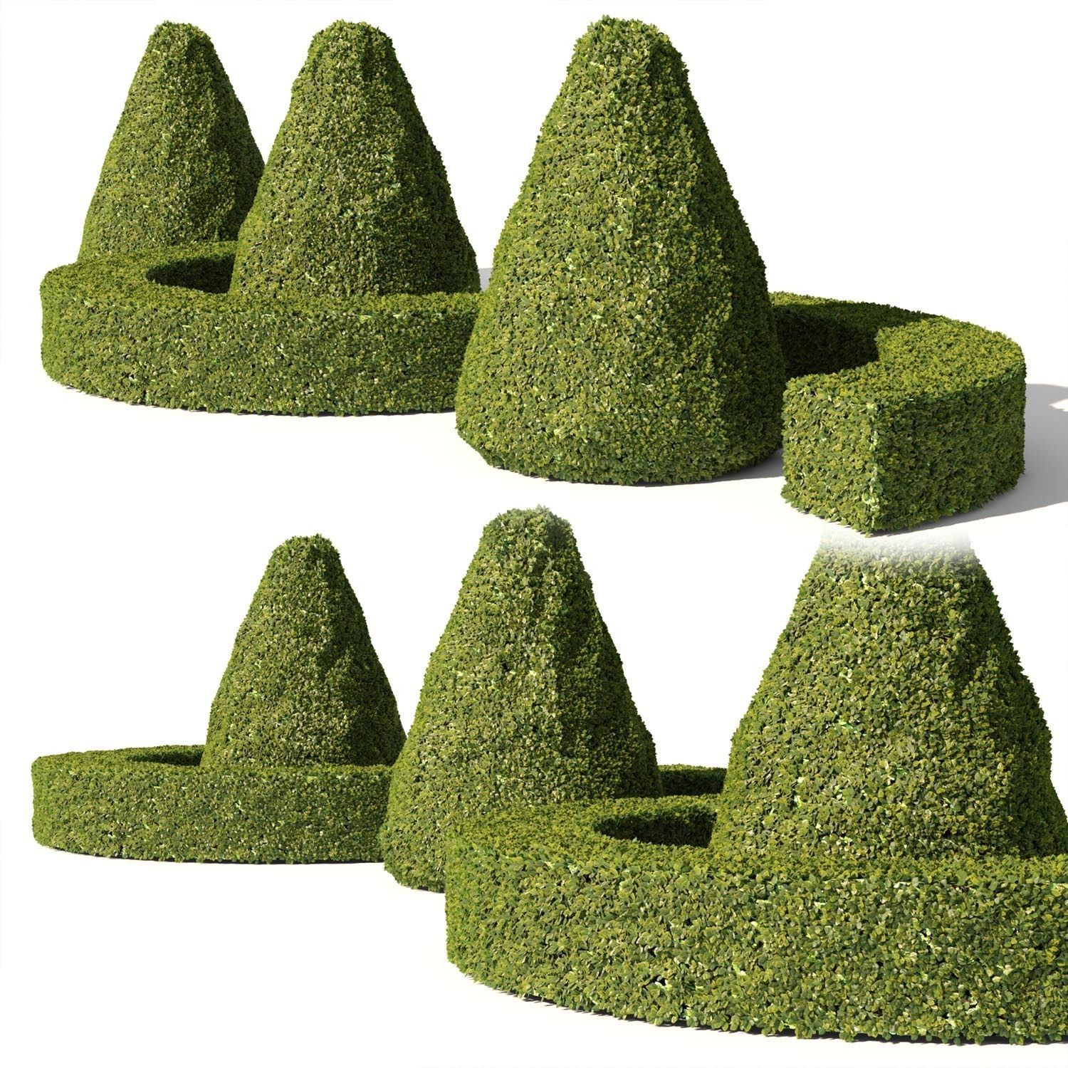 Buxus Sempervirens 03 3D model_3