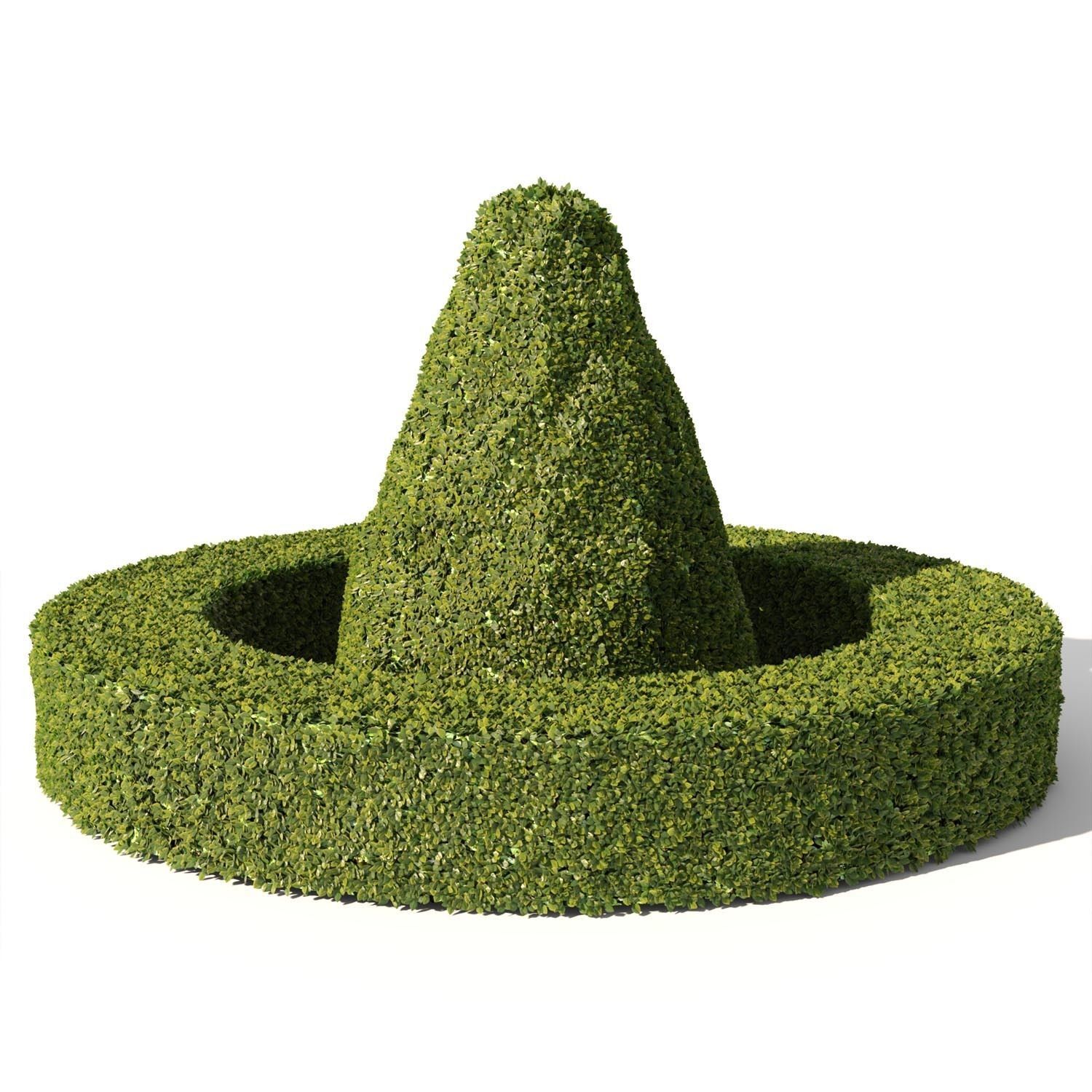 Buxus Sempervirens 03 3D model_2