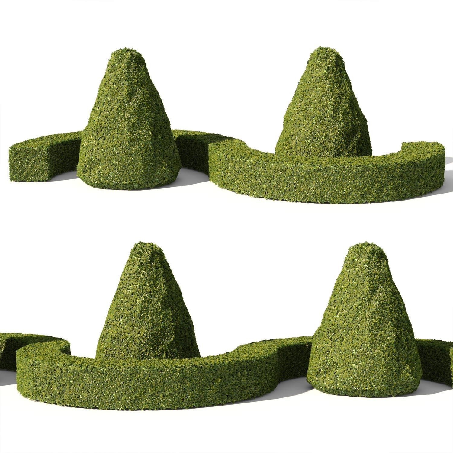 Buxus Sempervirens 03 3D model_1