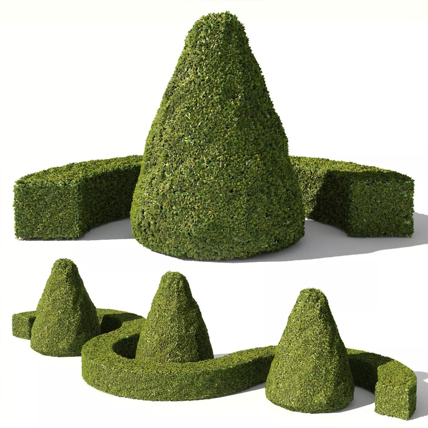 Buxus Sempervirens 03 3D model_0
