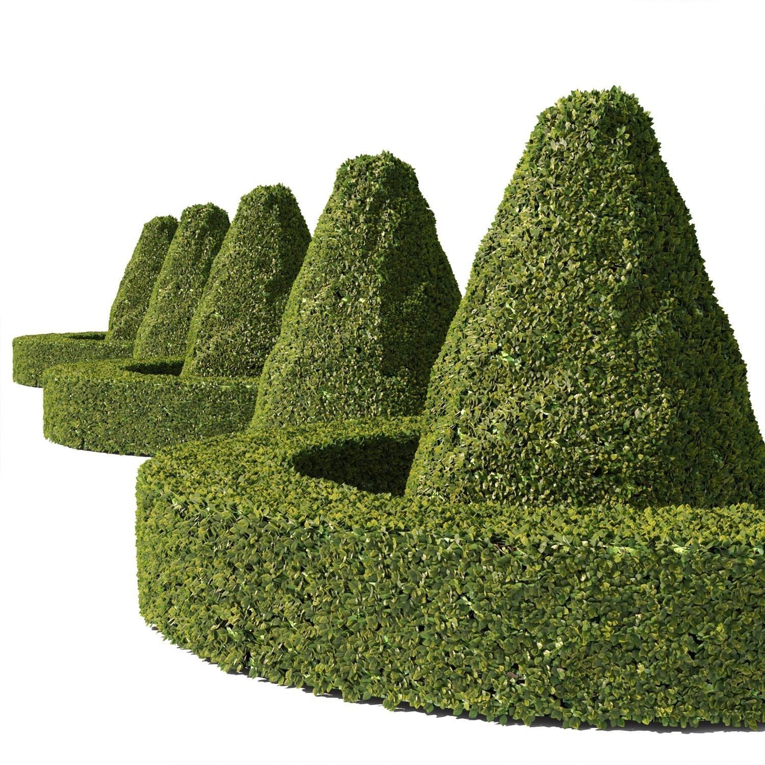 Buxus Sempervirens 03 3D model_4
