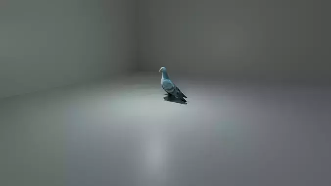 pigeon
