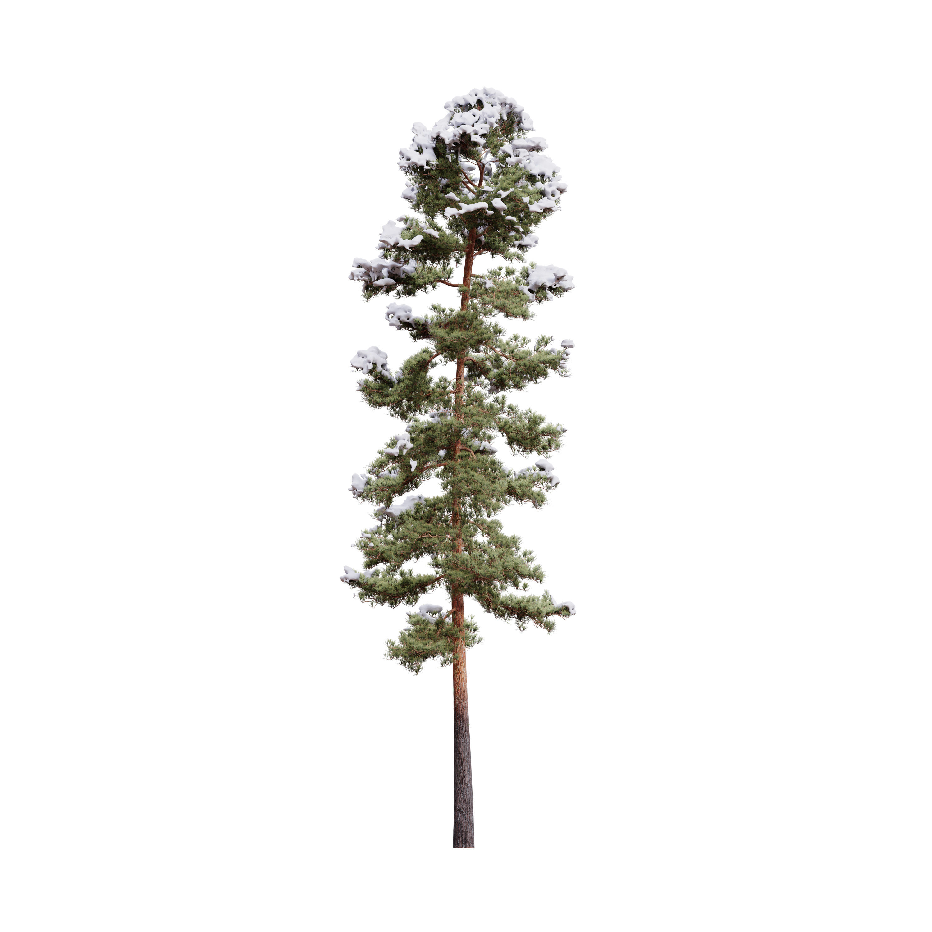 Pinus Syluestriformis Snow Pack of 12 Pines  3D model_10