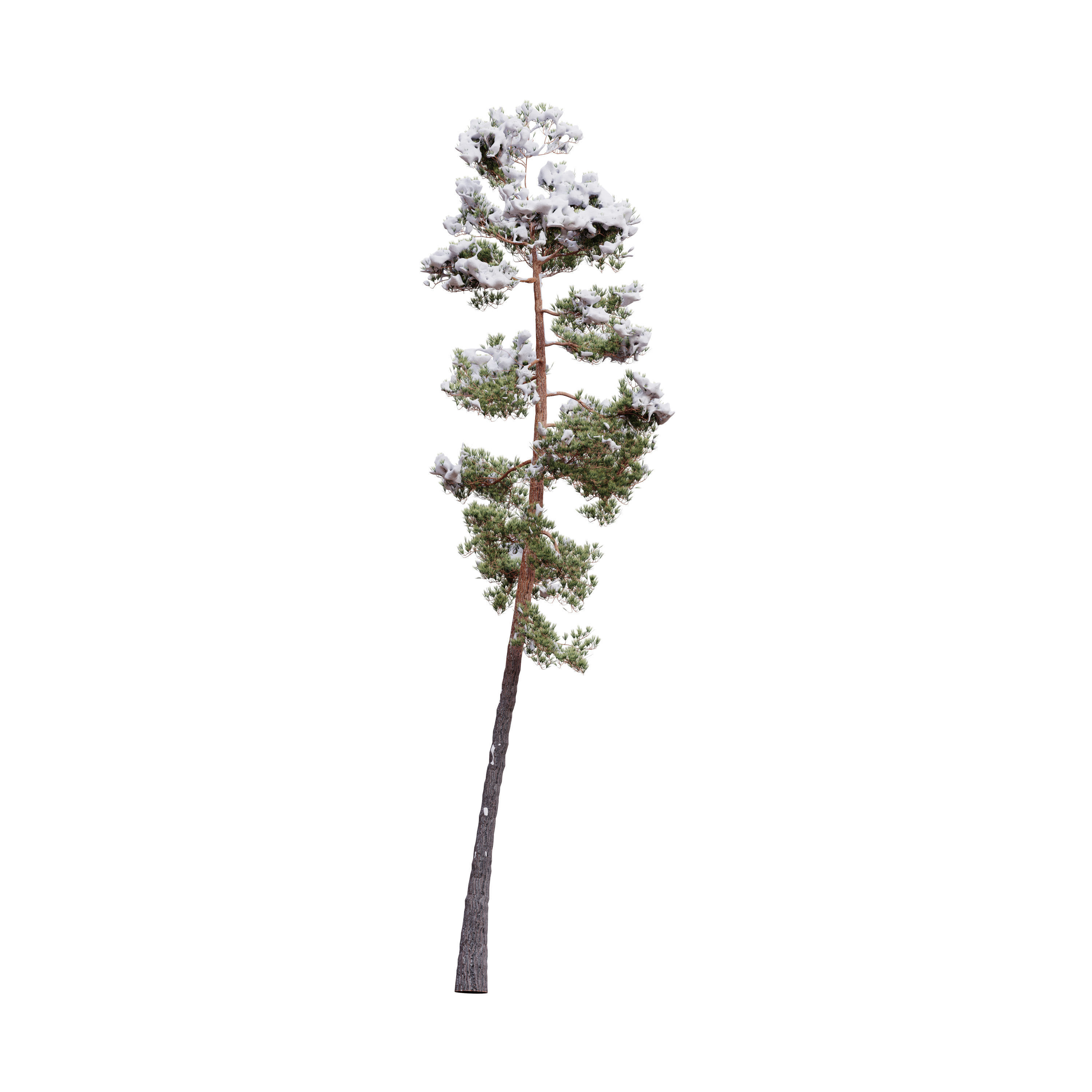Pinus Syluestriformis Snow Pack of 12 Pines  3D model_7