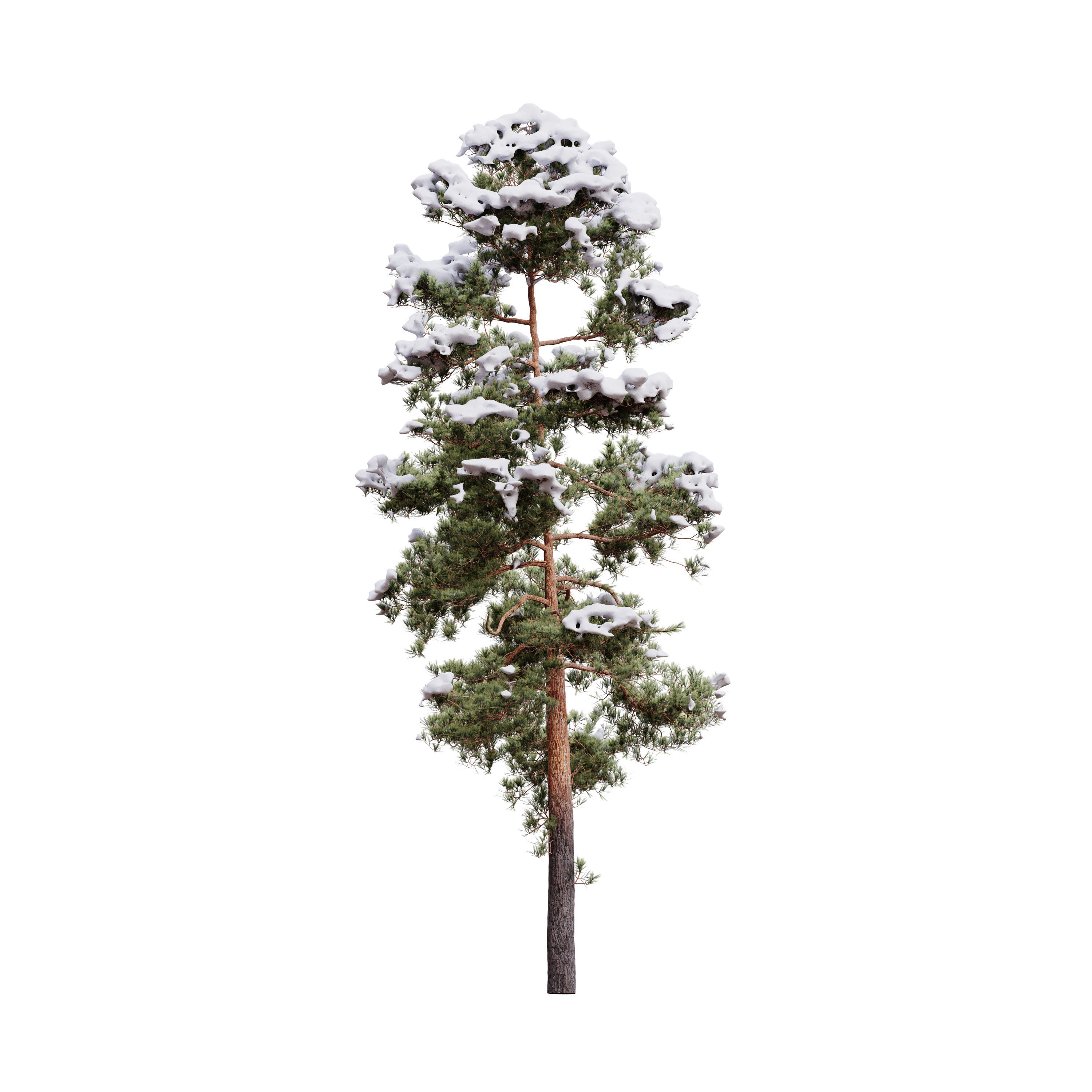 Pinus Syluestriformis Snow Pack of 12 Pines  3D model_13