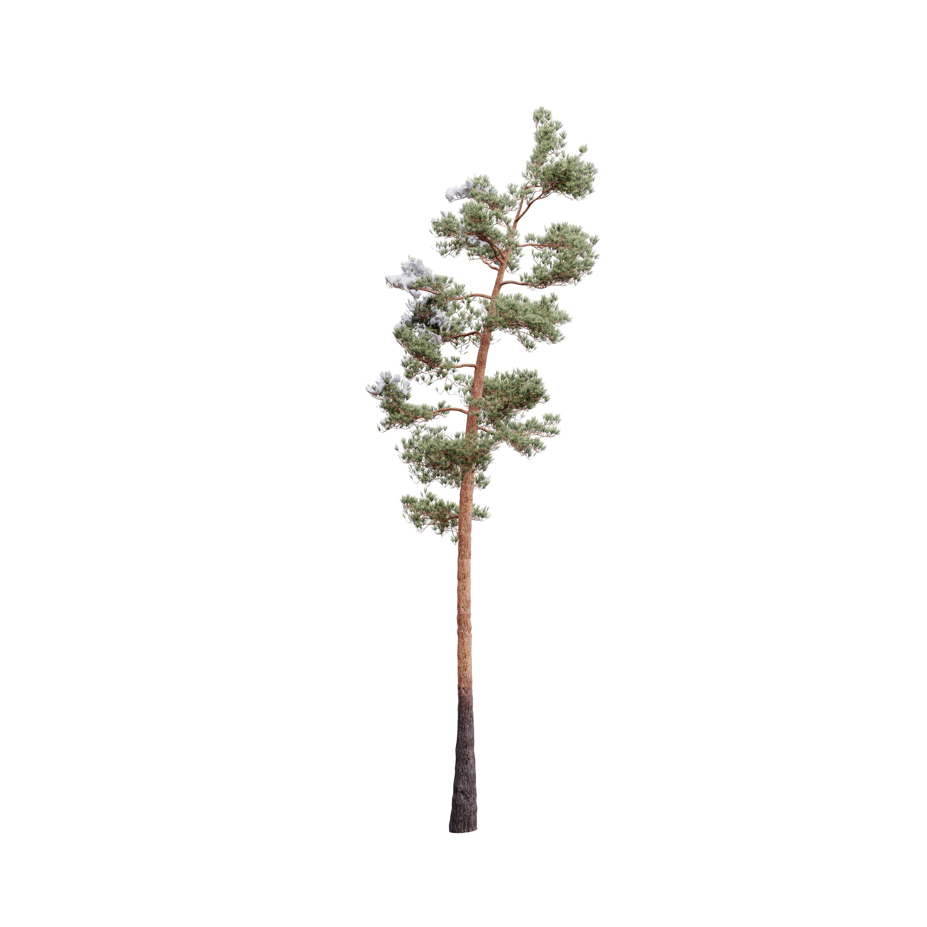 Pinus Syluestriformis Snow Pack of 12 Pines  3D model_6