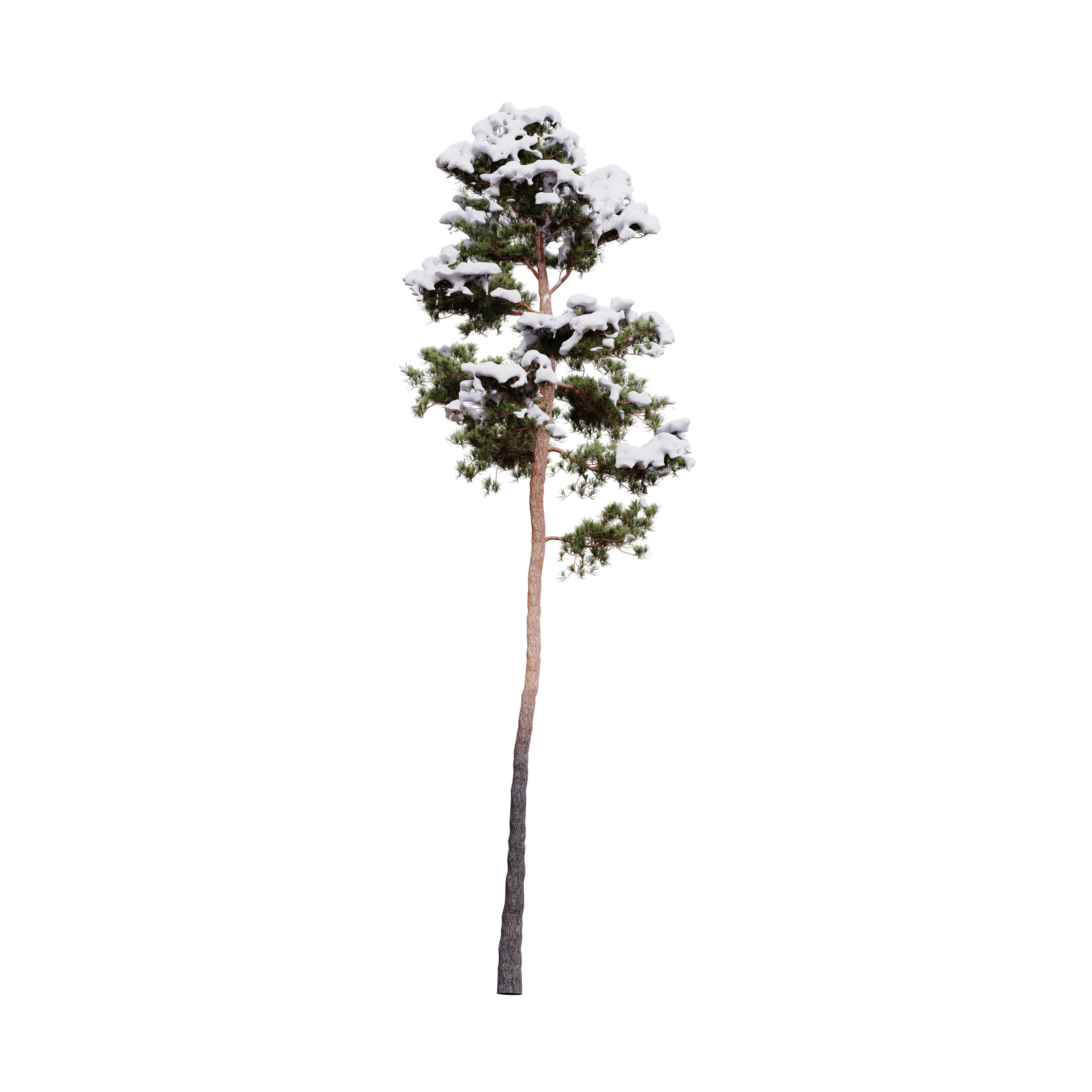 Pinus Syluestriformis Snow Pack of 12 Pines  3D model_2