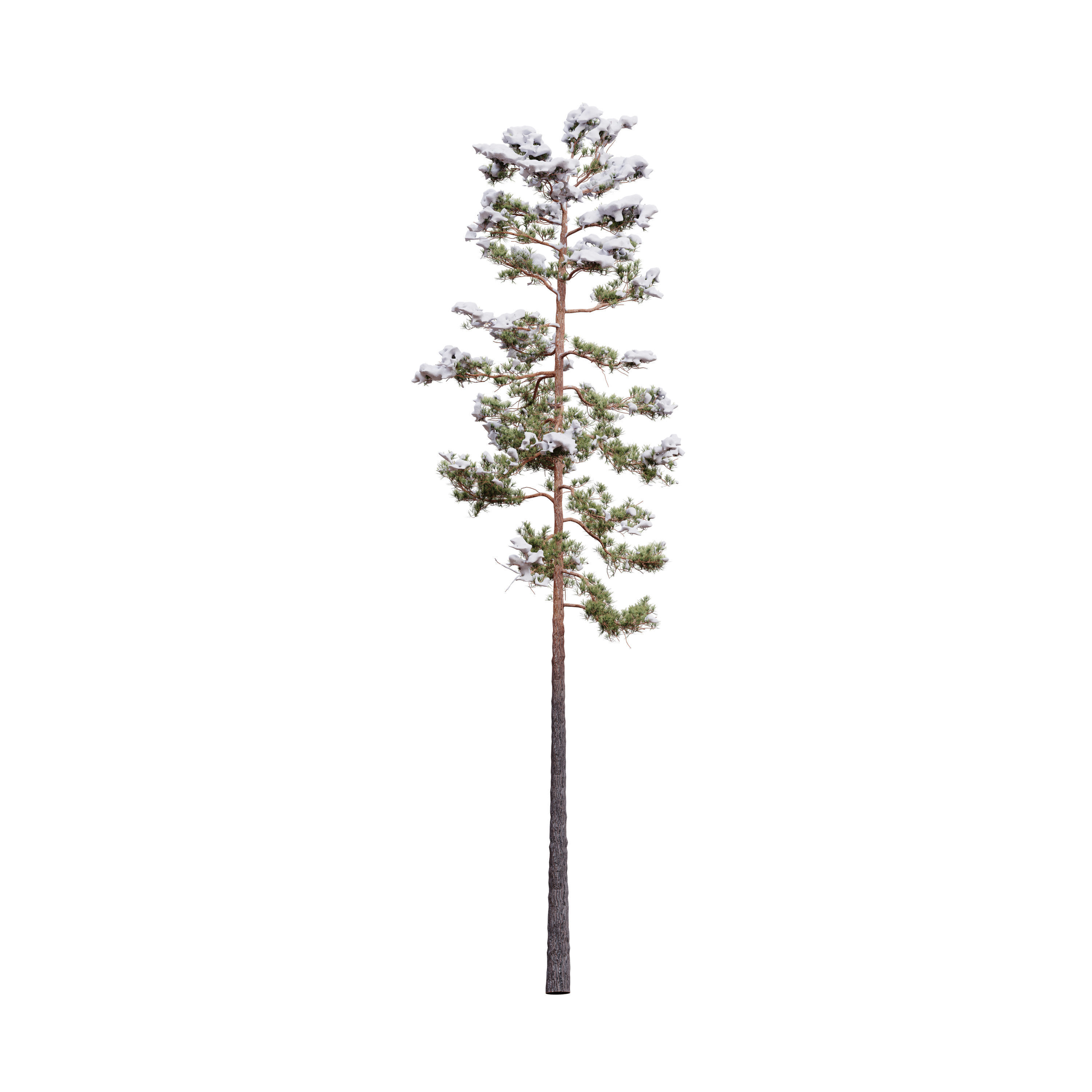 Pinus Syluestriformis Snow Pack of 12 Pines  3D model_5