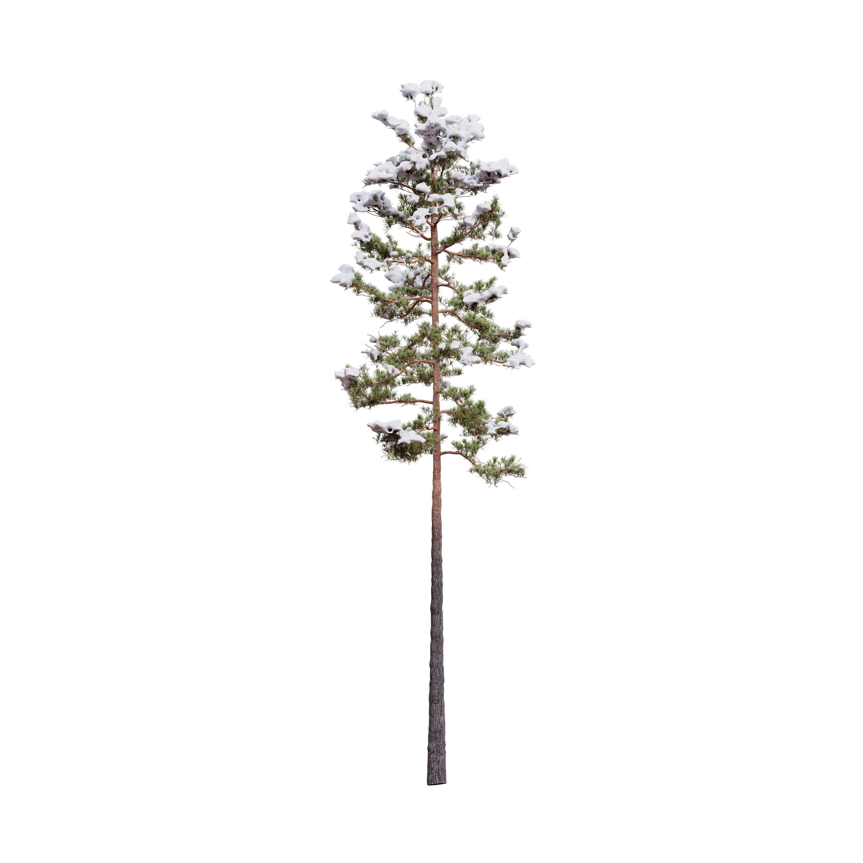 Pinus Syluestriformis Snow Pack of 12 Pines  3D model_3