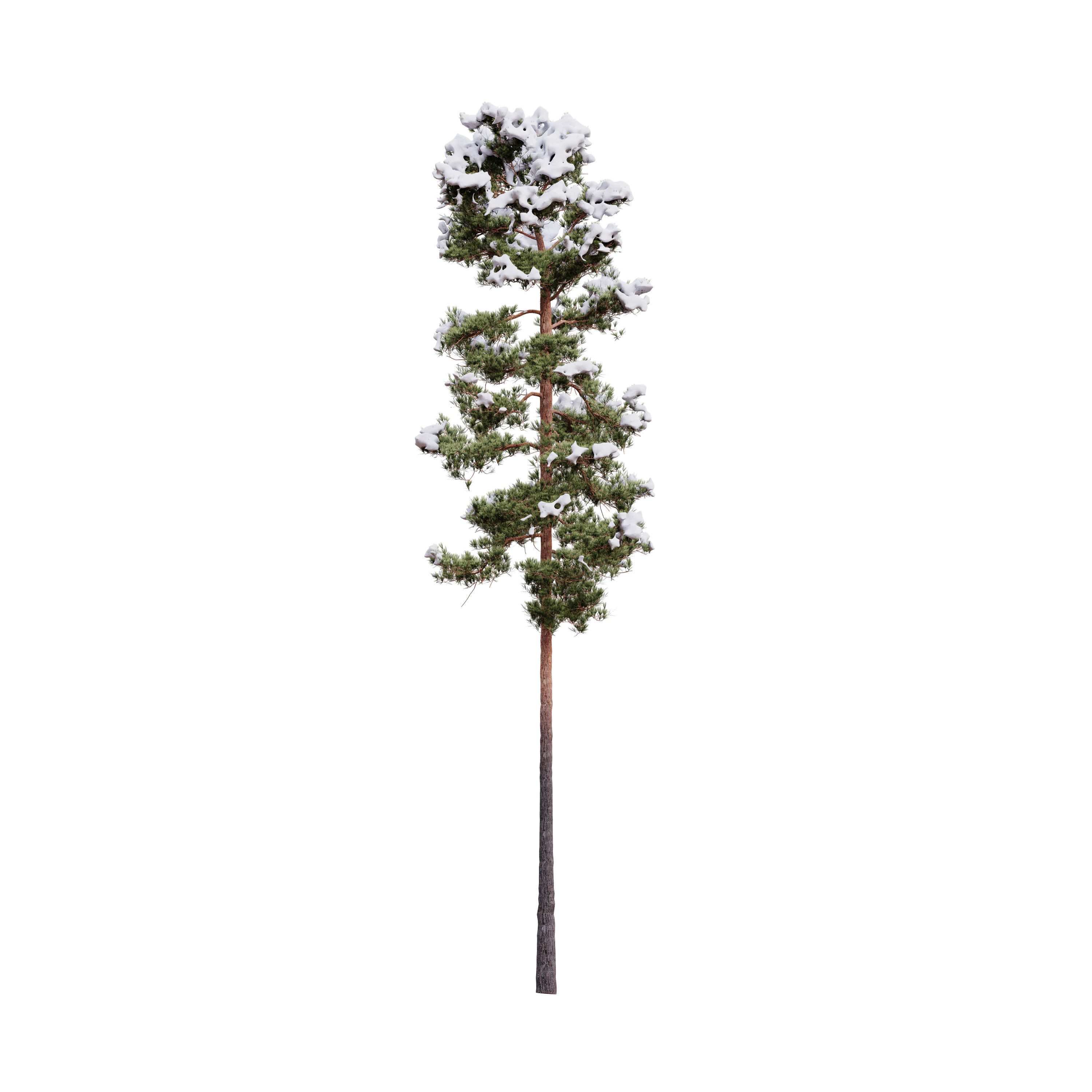 Pinus Syluestriformis Snow Pack of 12 Pines  3D model_8